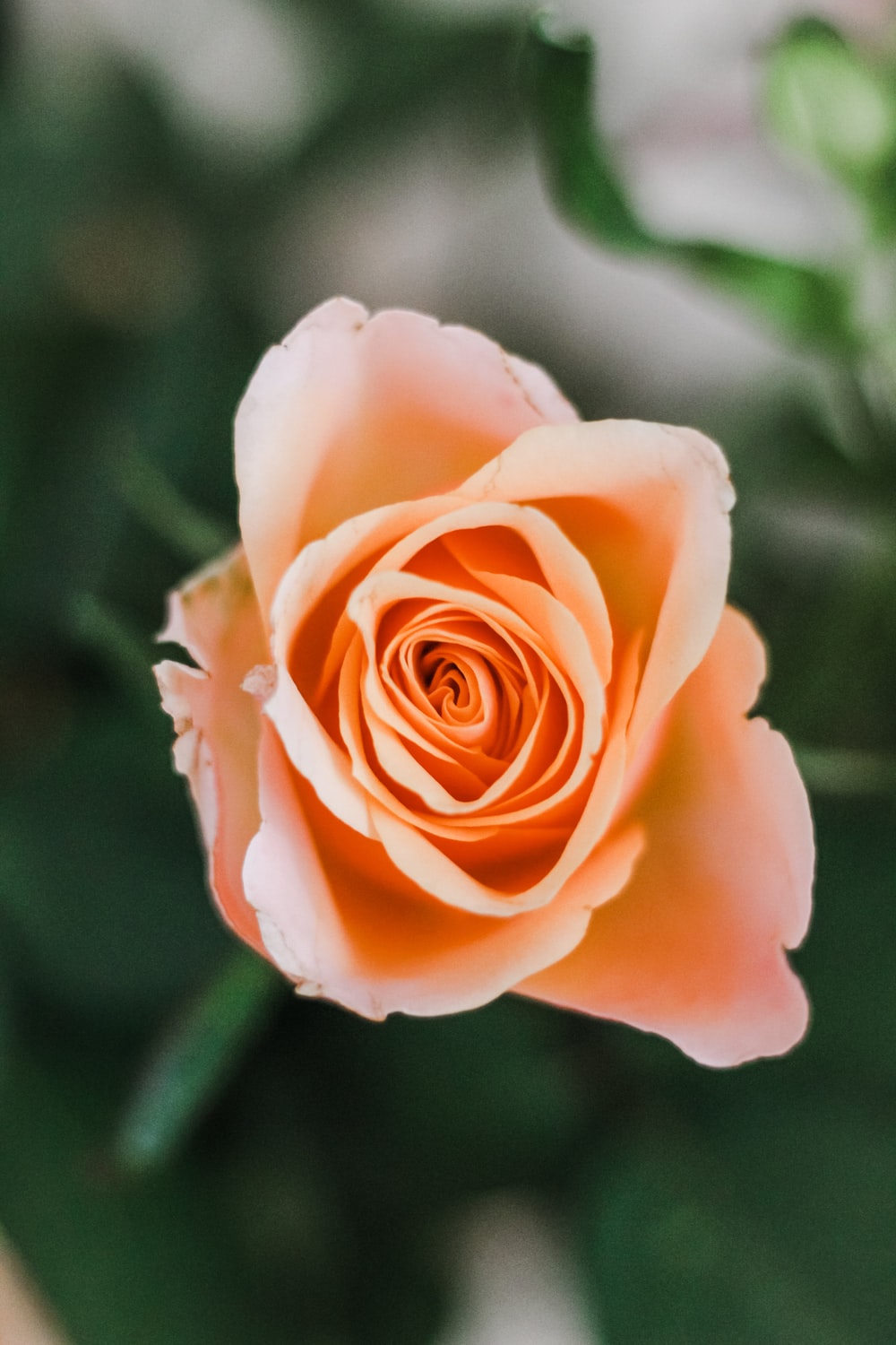 Peach Rose Picture. Download Free Image