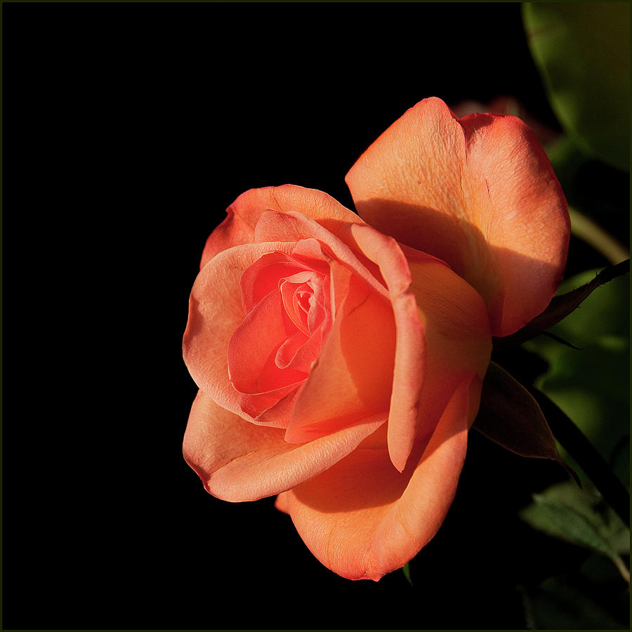Peach Rose by Photo By Sally Jane Photographic Art