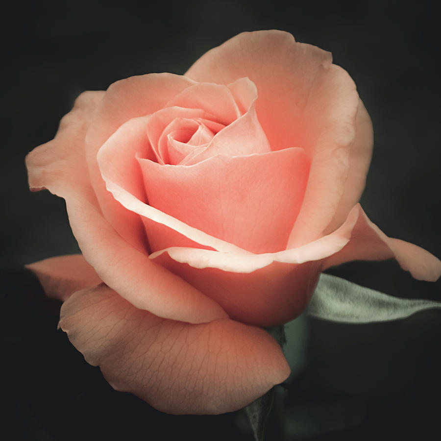 Single Peach Rose Photograph