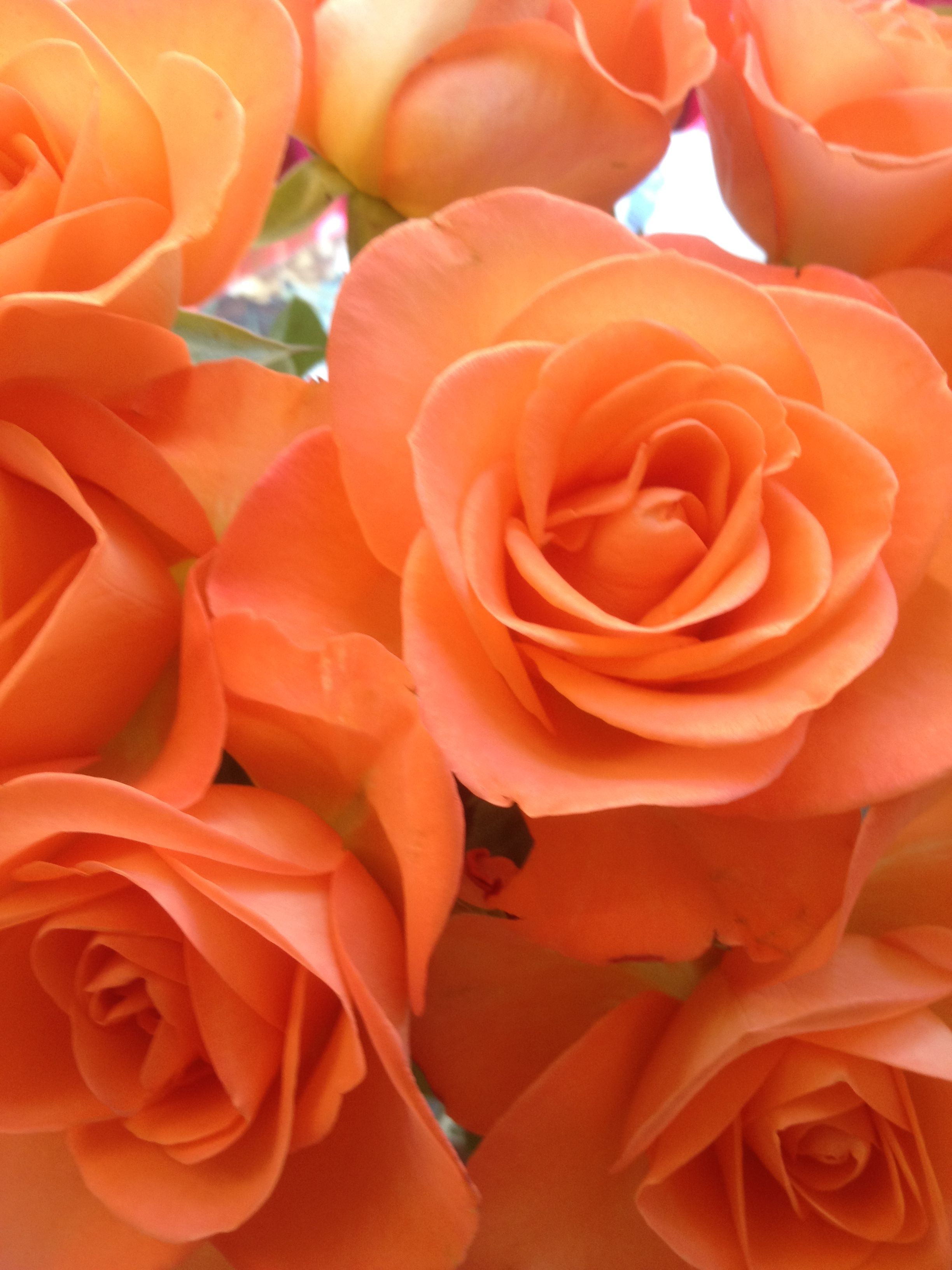 Beautiful peach rose. Peach roses, Beautiful roses, Rose
