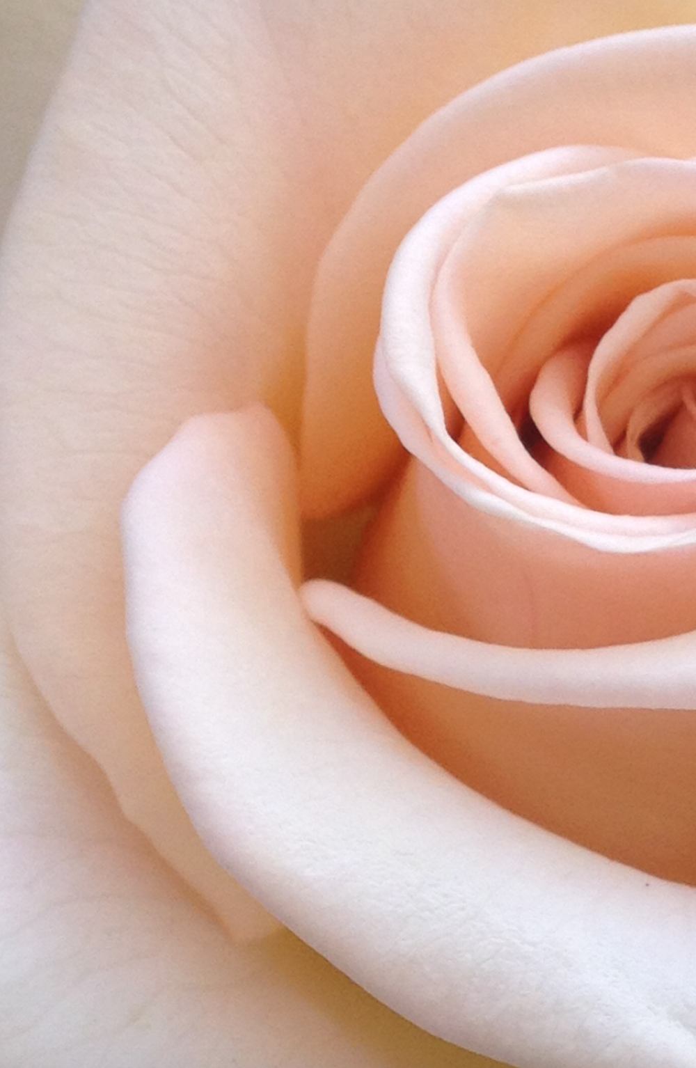 Peach Rose Picture. Download Free Image