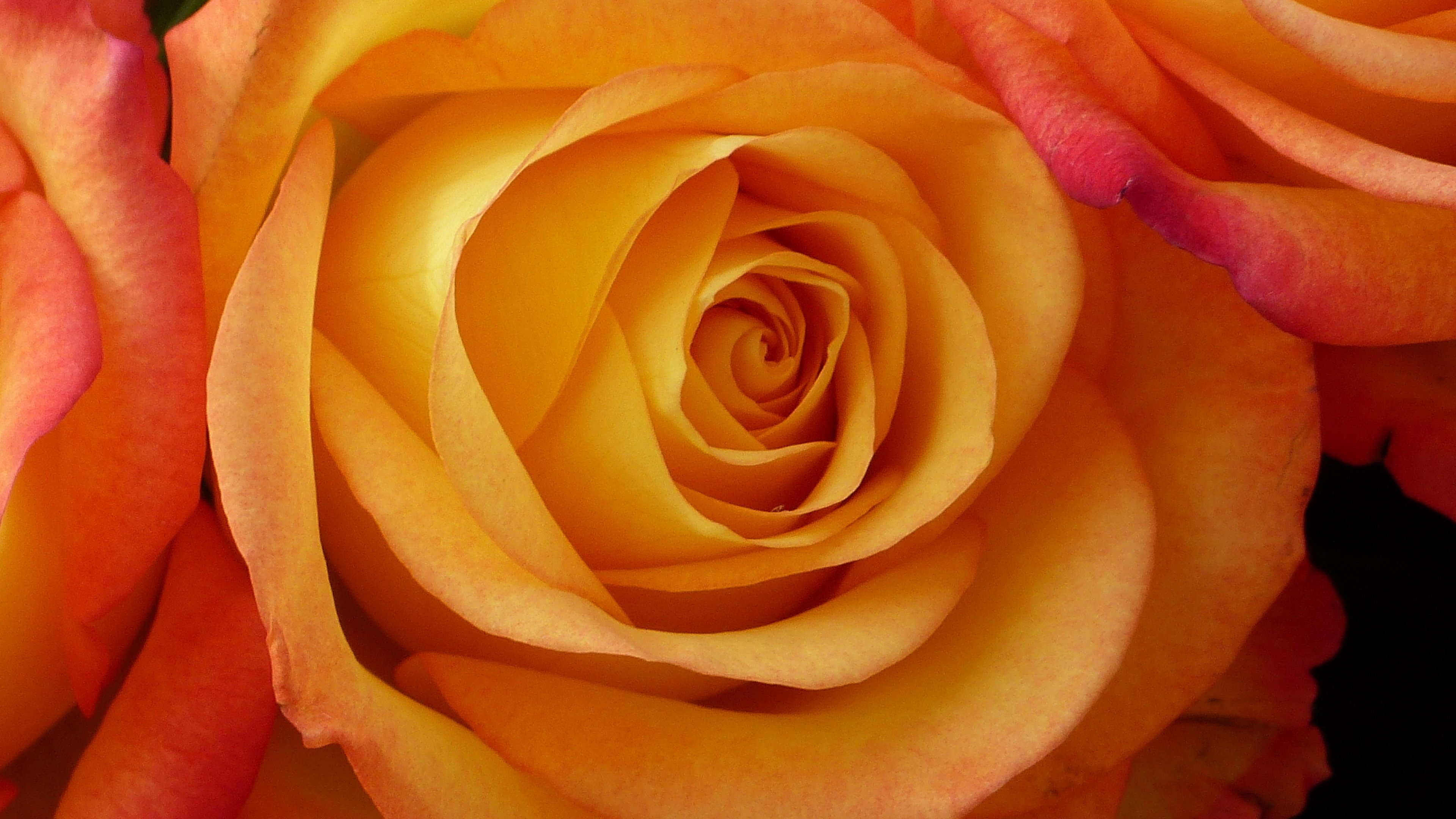 Peach Rose Wallpaper, Android & Desktop Background