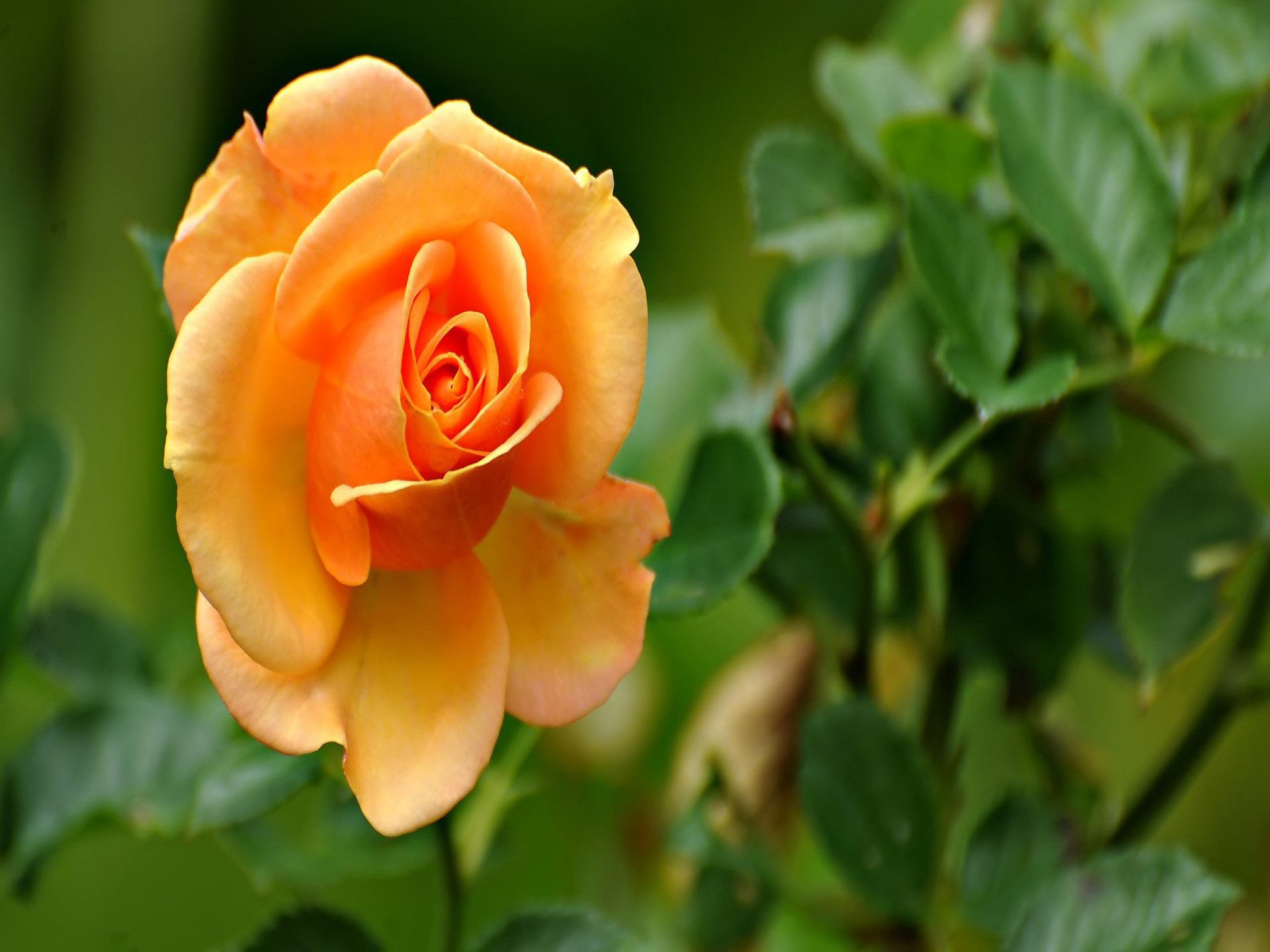 Download Best Peach rose 1080p flowers HD wallpaper Wallpaper & Image Free