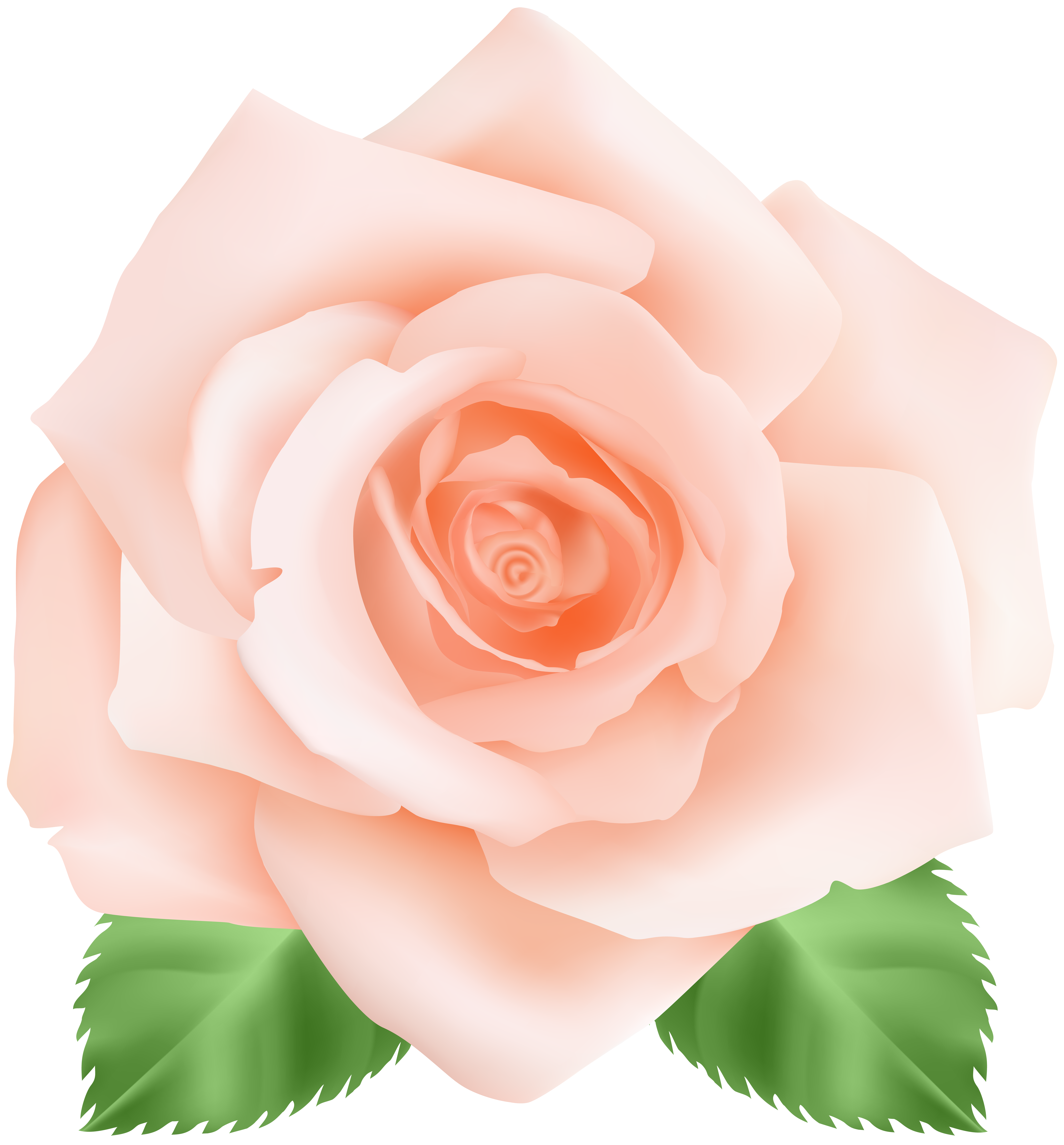 Peach Rose PNG Clip Art Image​-Quality Free Image and Transparent PNG Clipart