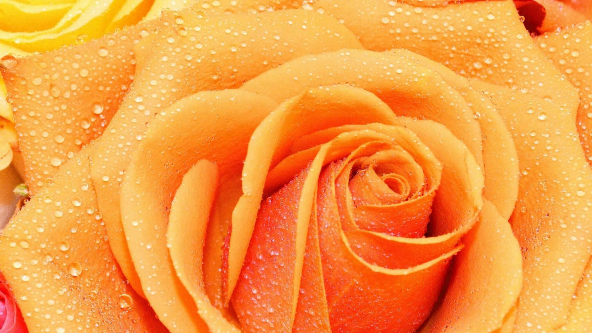 Peach Rose HD Wallpaper