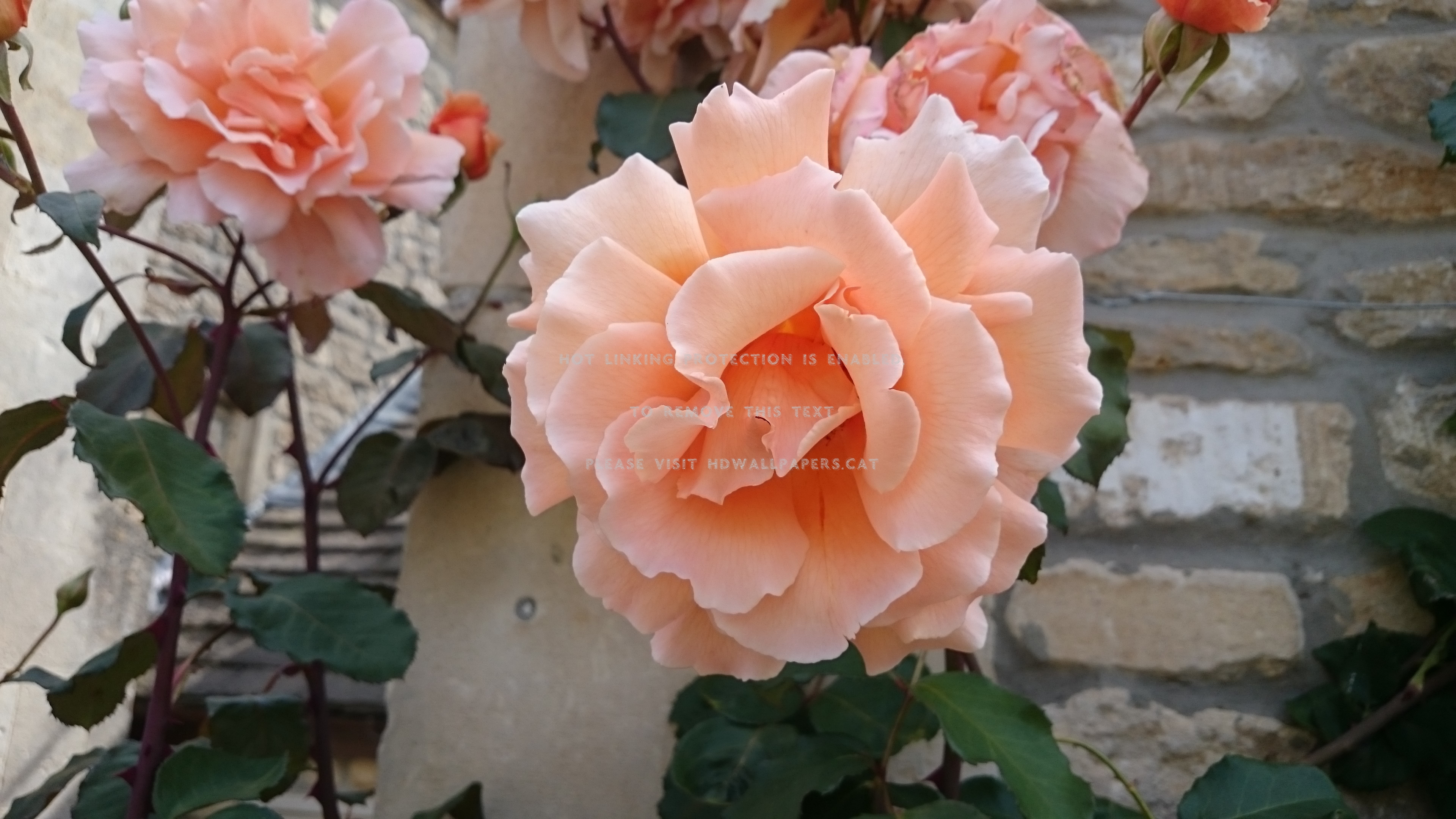 a peach rose flower fragrant nature