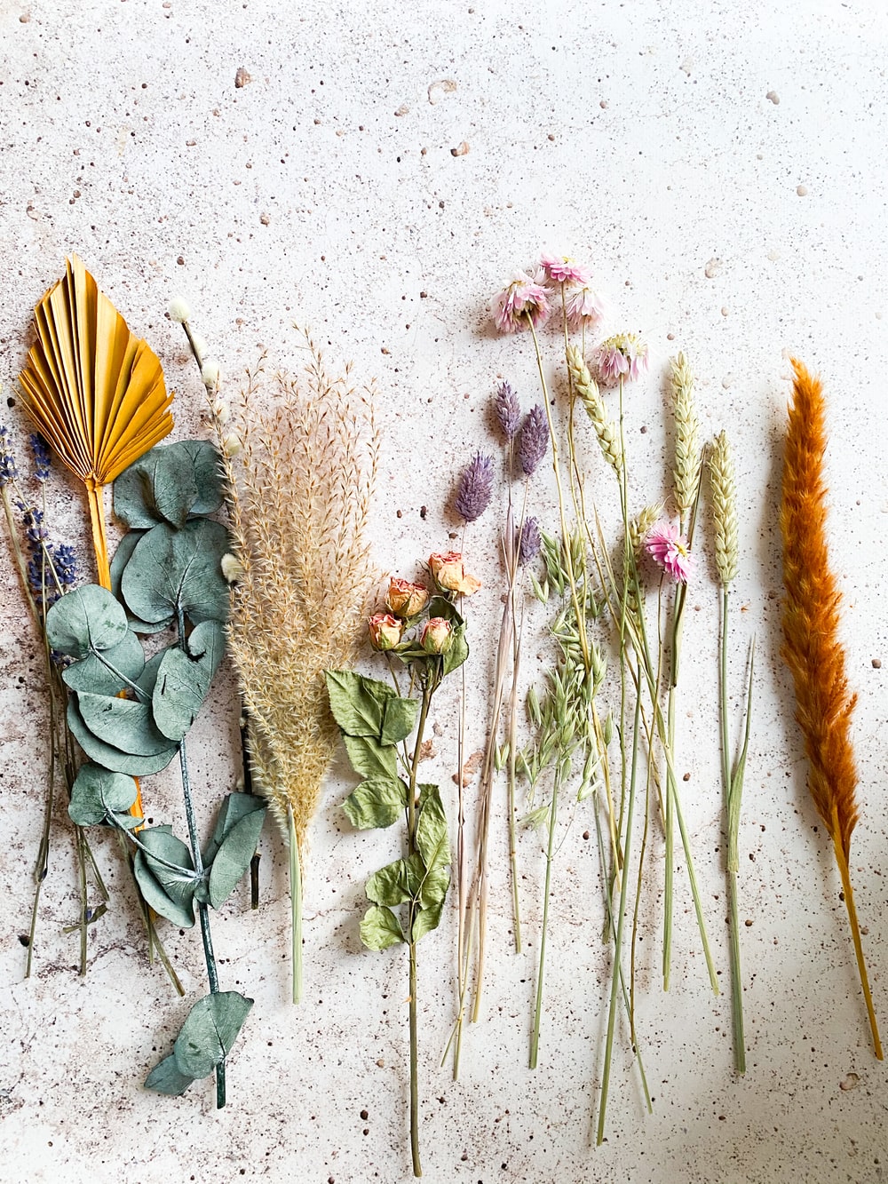 Dried Flower Picture [HD]. Download Free Image