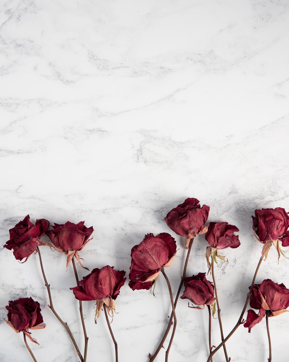 Dried Roses Picture. Download Free Image