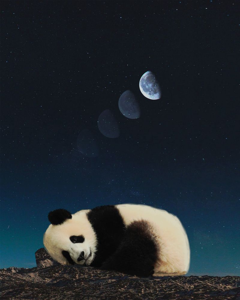 Panda Sleeping Art Print By UNREAL WORLD Small. Sleeping Panda, Panda Image, Panda Art