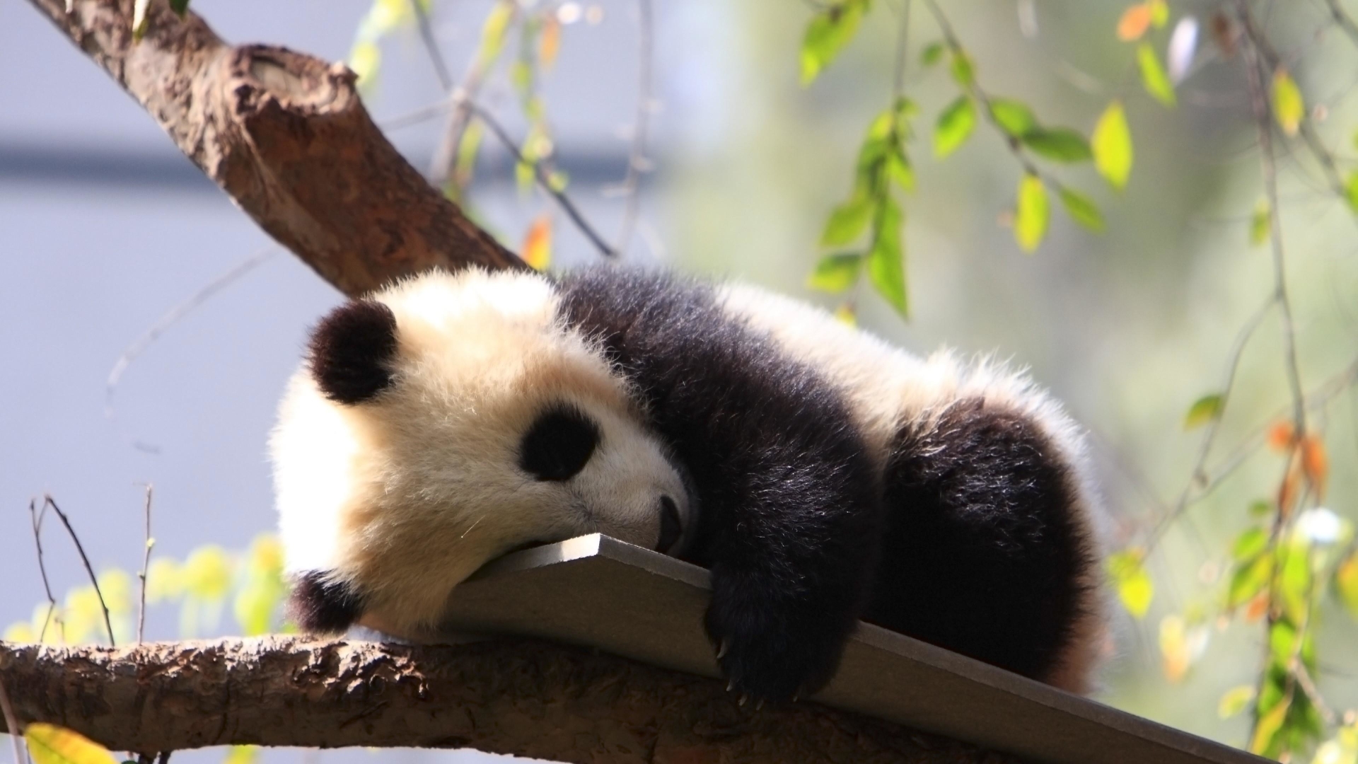 Baby Panda Sleeping HD Wallpaper