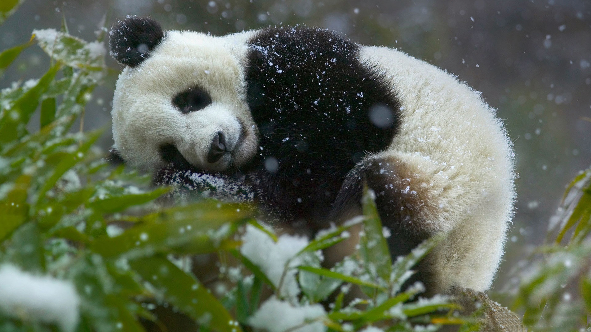Cute Panda Sleeping During Snow Fall Free Transparent Image HD