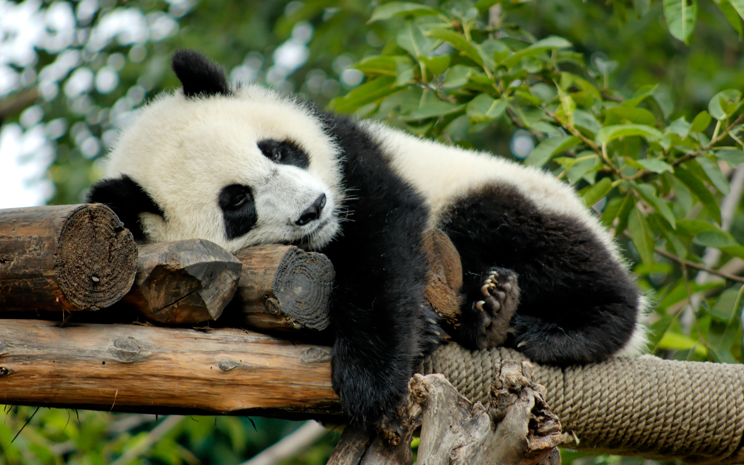 Download wallpaper sleeping panda, zoo, bears, cute bear, China, Ailuropoda for desktop with resolution 2880x1800. High Quality HD picture wallpaper