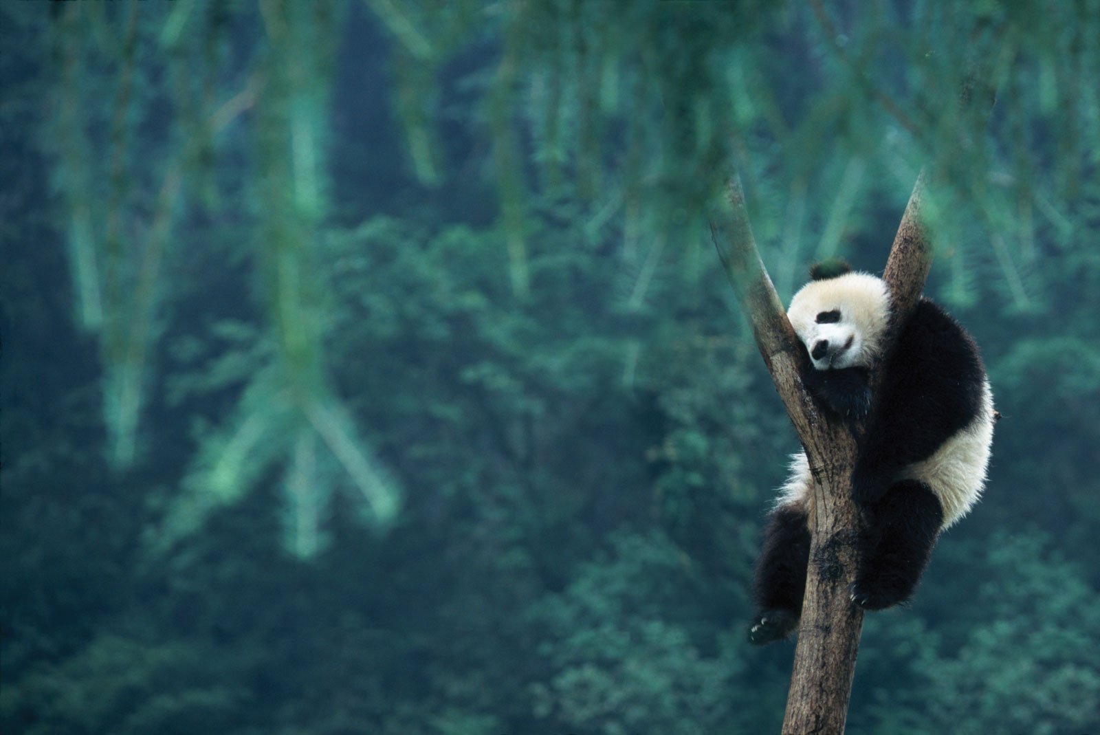 Chinese Panda conservation efforts aiding other species