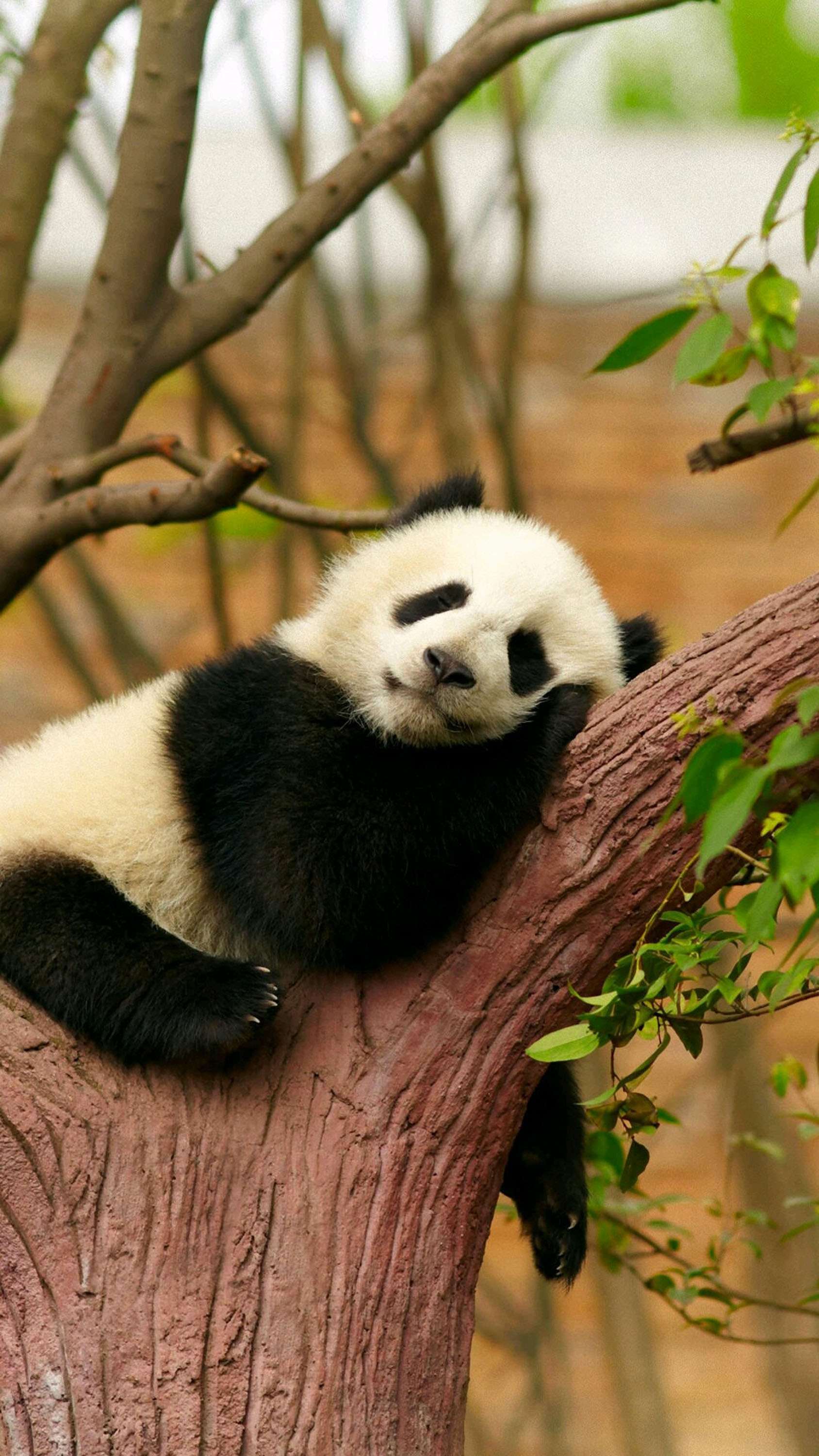 Animals Panda White Panda Sleeping Panda Wallpaper:1688x3000