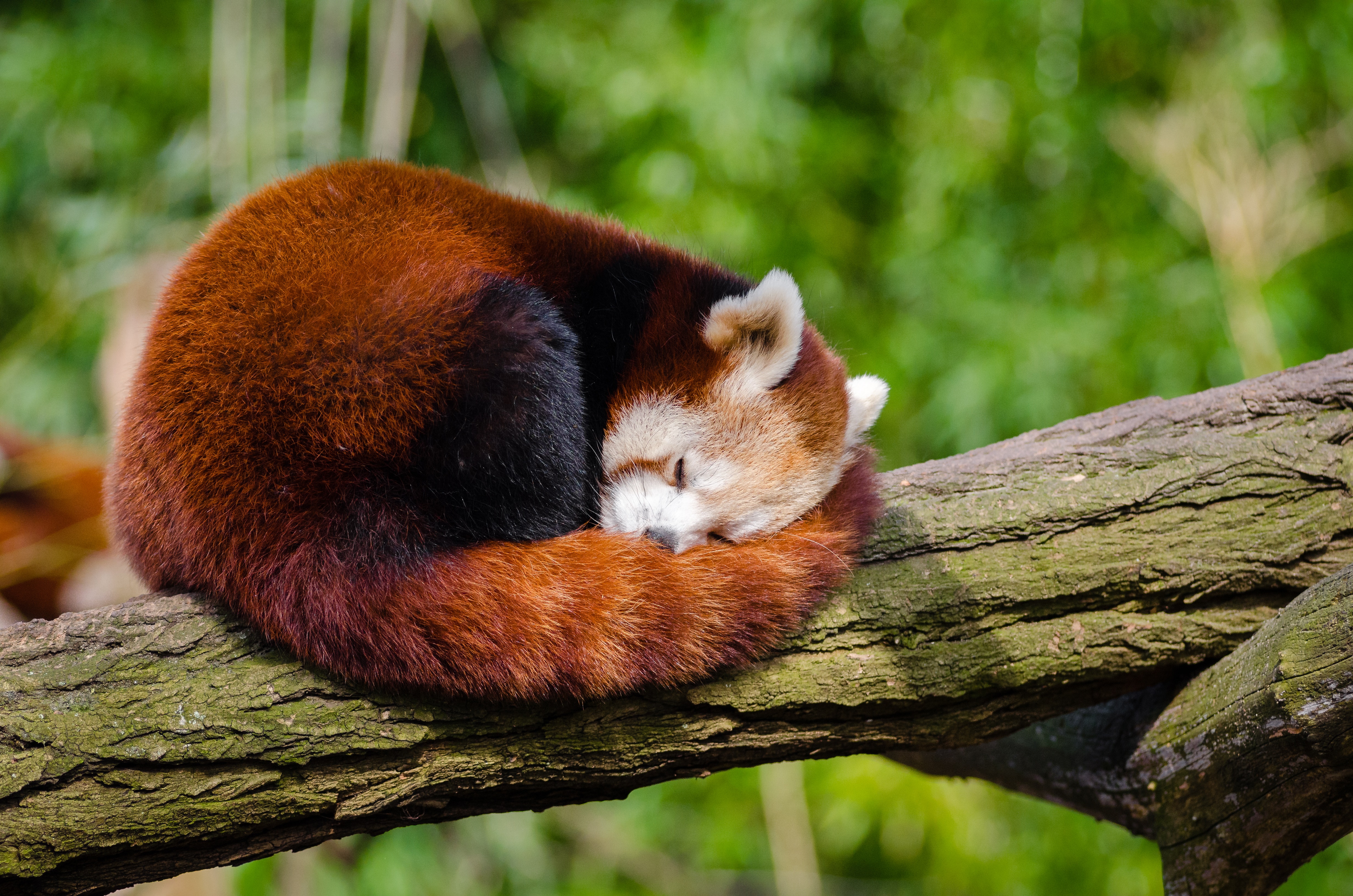 Red Panda Photo, Download Free Red Panda & HD Image