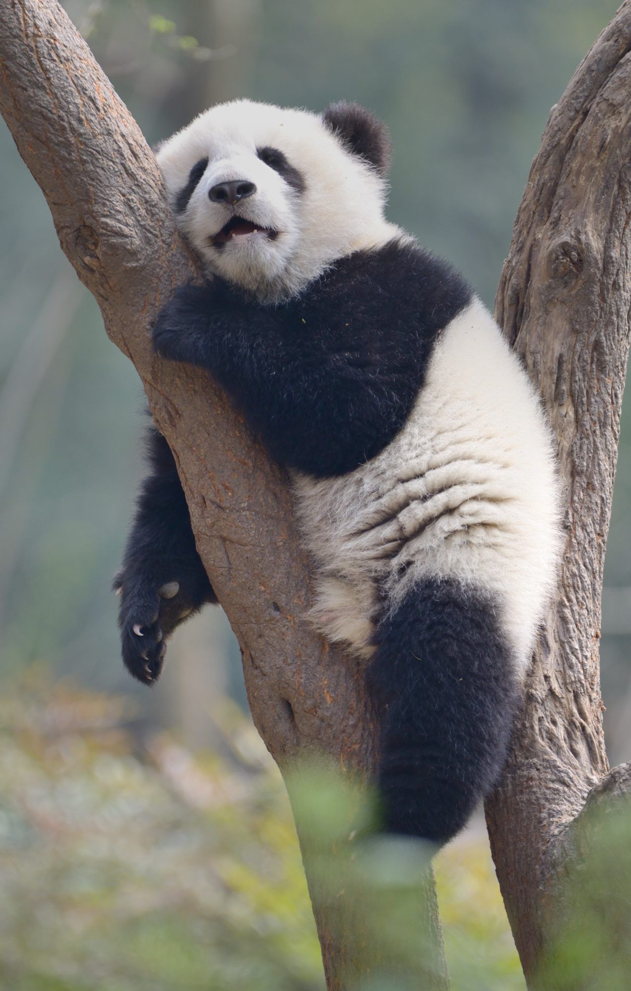 Free photo: Panda Sleeping, Friendly, Giant