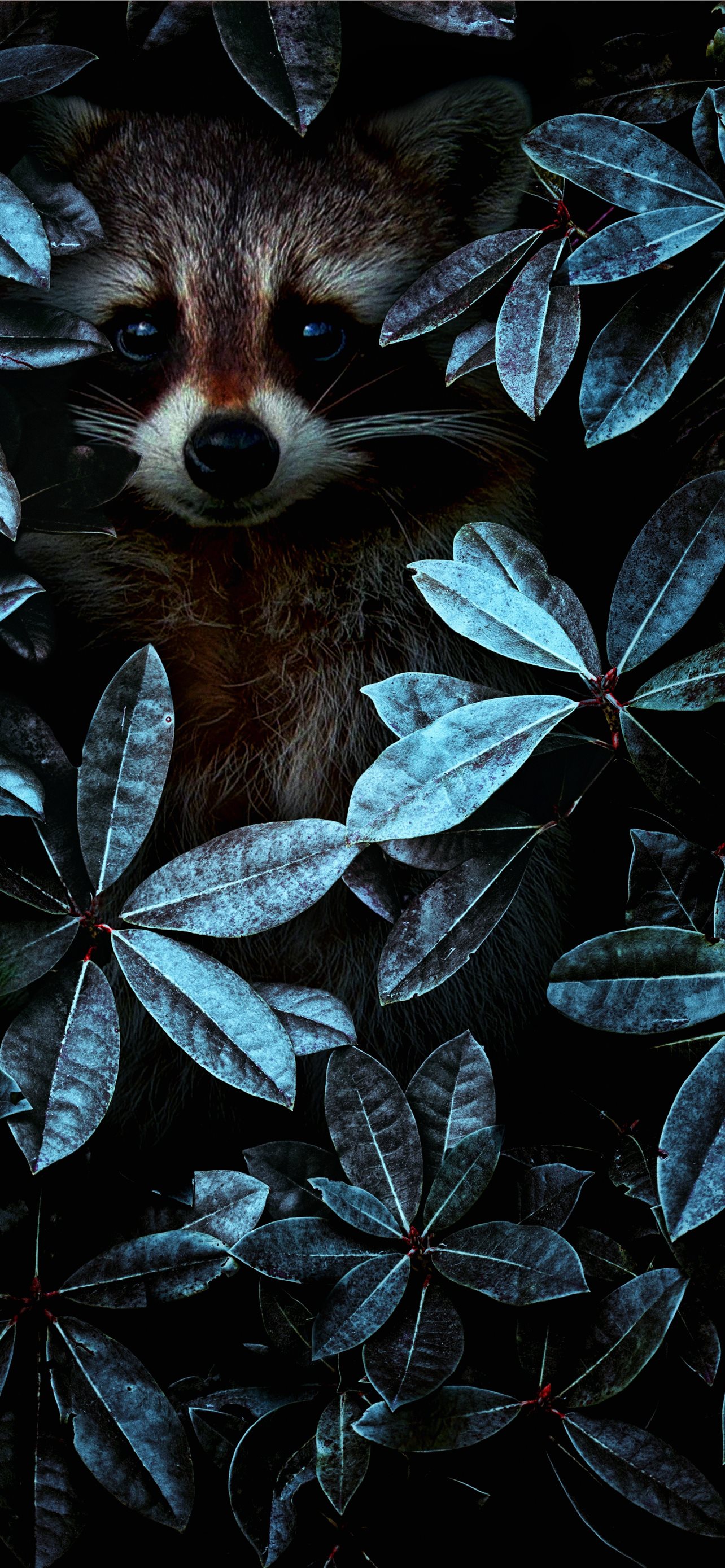 mole animal iPhone Wallpaper Free Download