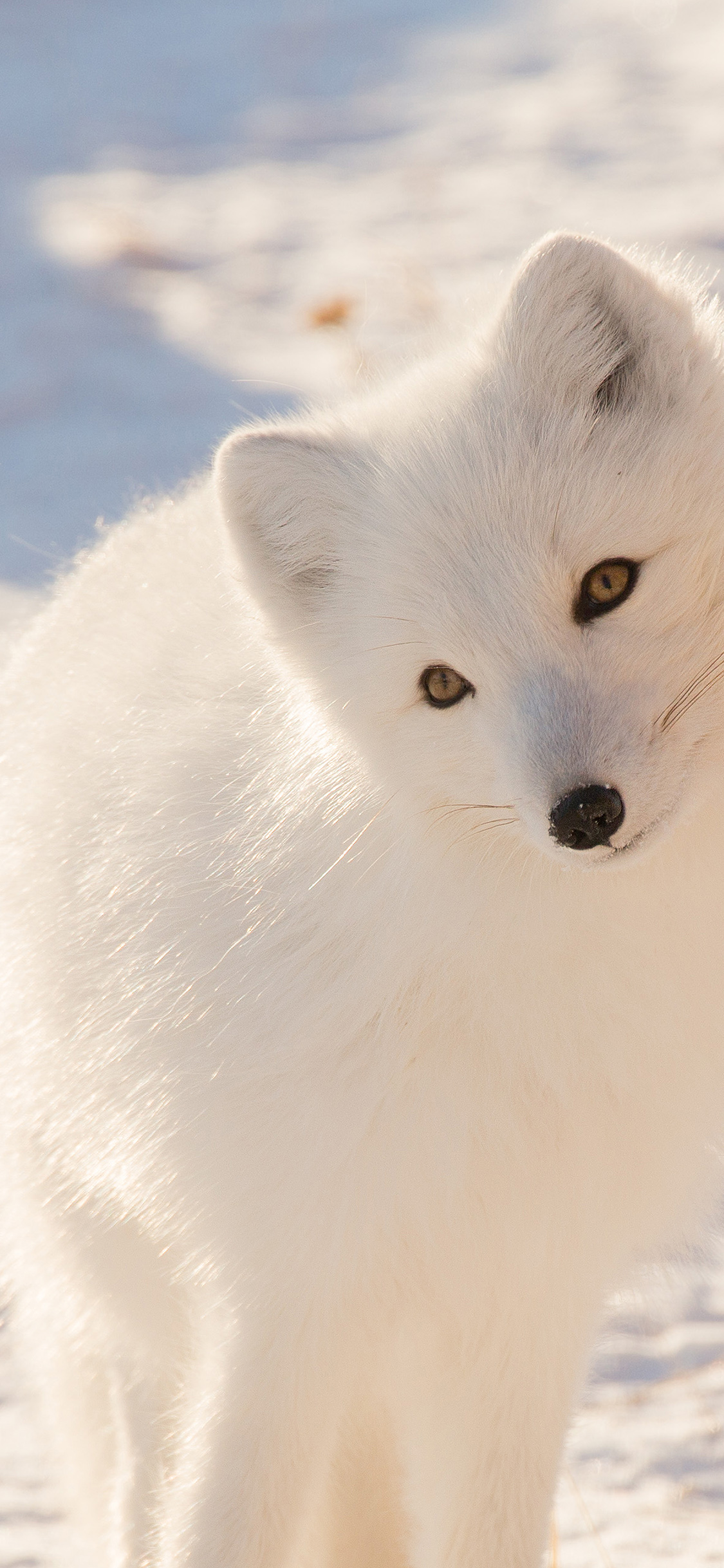 iPhone X wallpaper. winter animal fox white