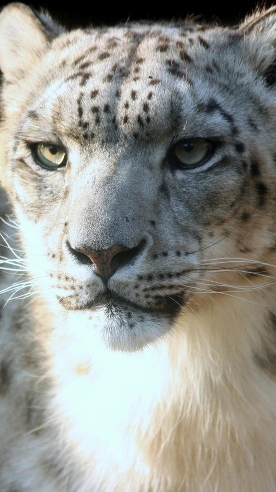Animal iPhone Wallpaper Leopard Best Face