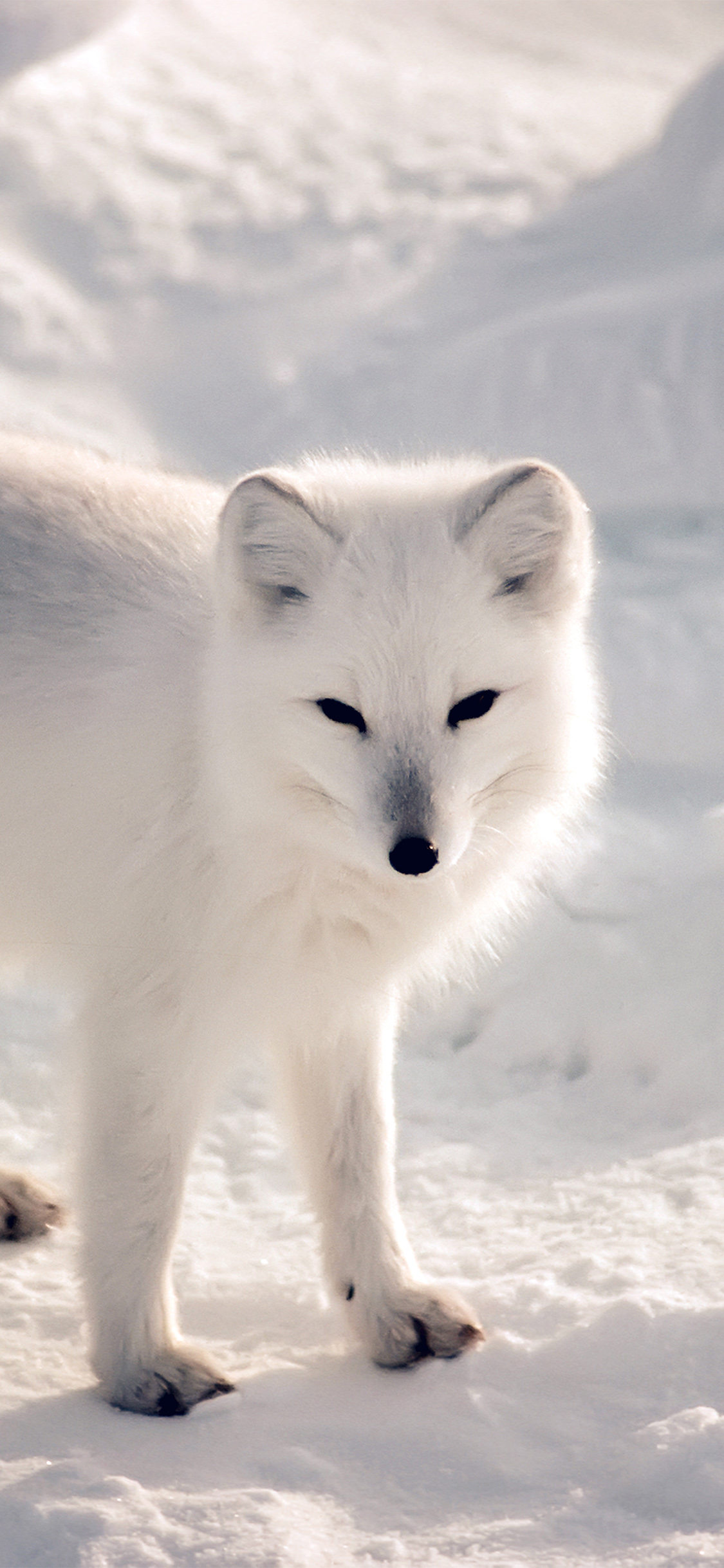 iPhone X wallpaper. white artic fox snow winter animal