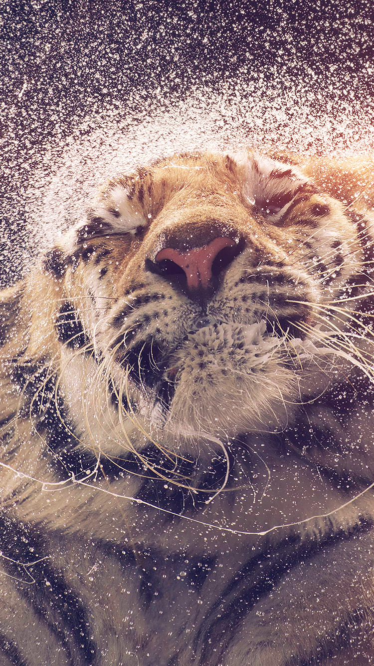 Kanja Shaking Tiger Water Animal Flare Wallpaper