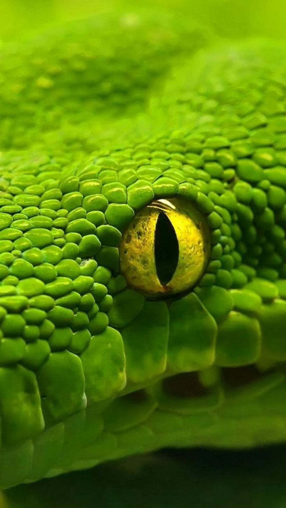 Animal eye from iphone wallpaper / iPhone HD Wallpaper Background Download (png / jpg)