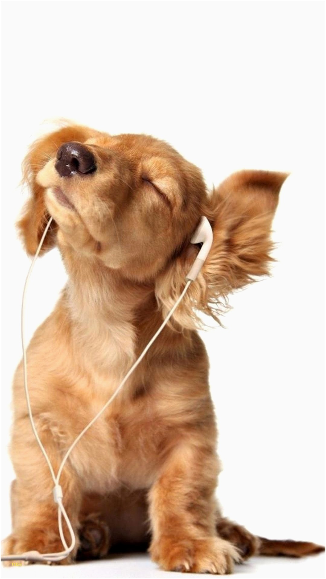 Animal iPhone Wallpapers Wallpaper Cave