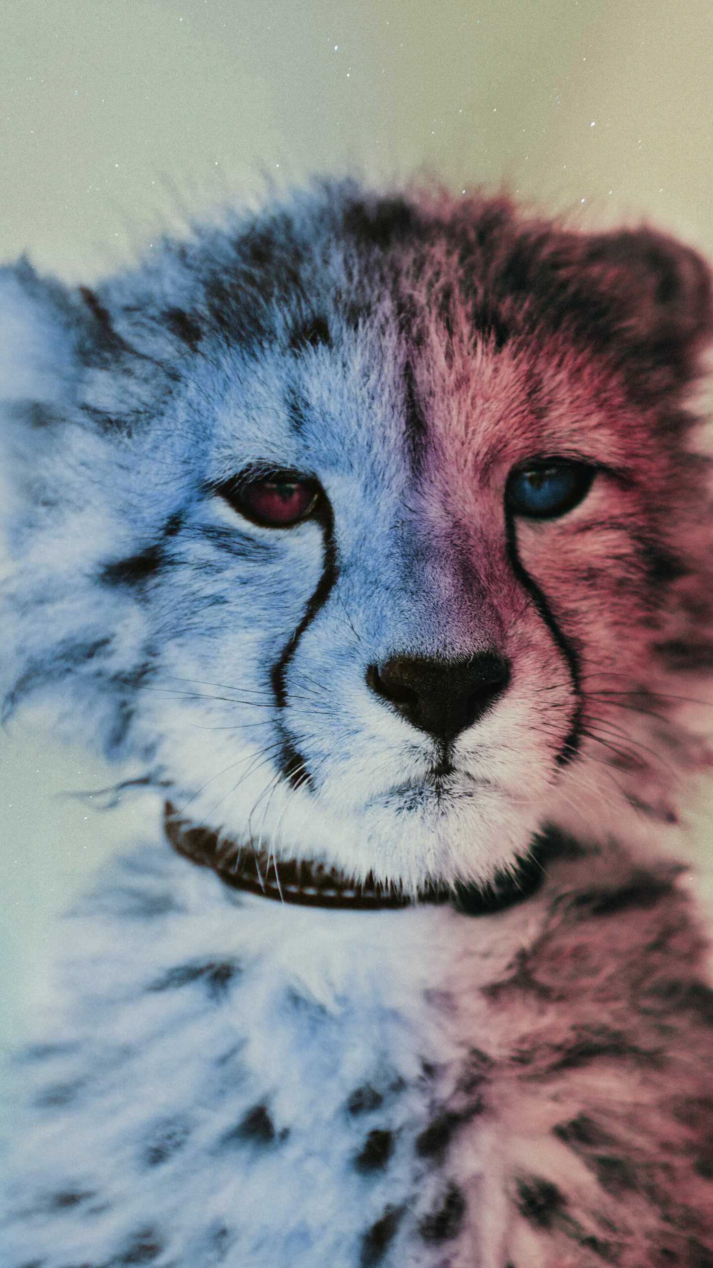 Cool Cheetah iPhone Wallpaper