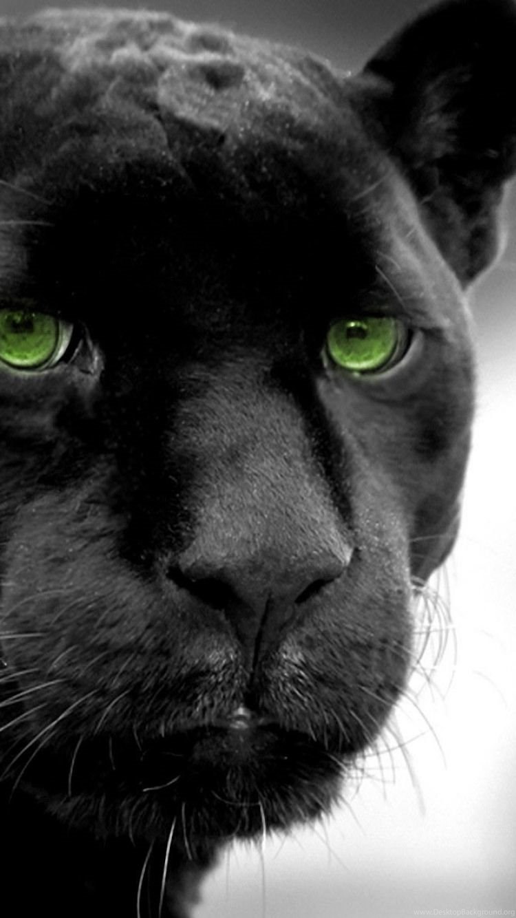 IPhone 5 Animal Black Panther Wallpaper Desktop Background