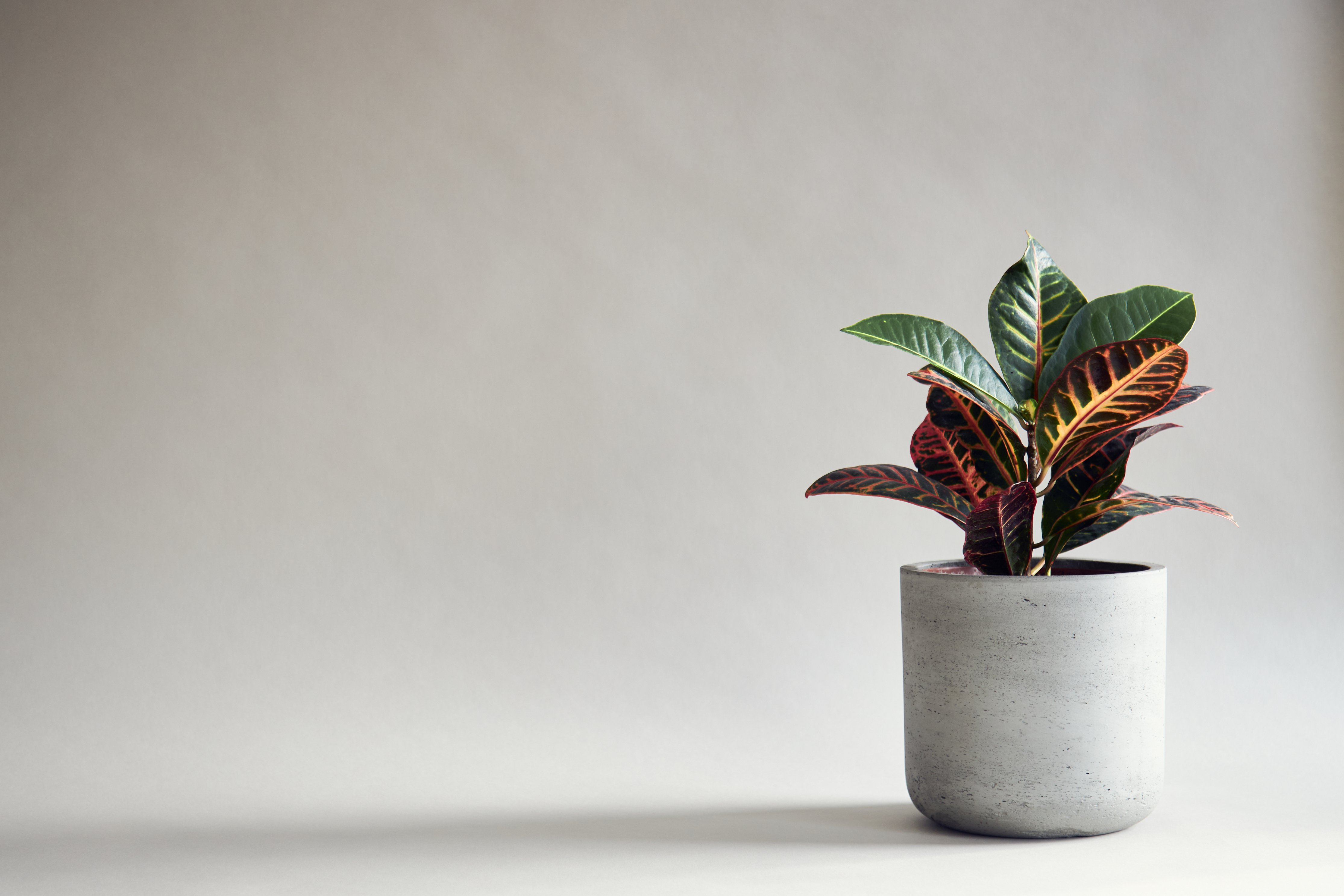 Minimalist Houseplant On Grey Background 4k Ultra HD Wallpaper