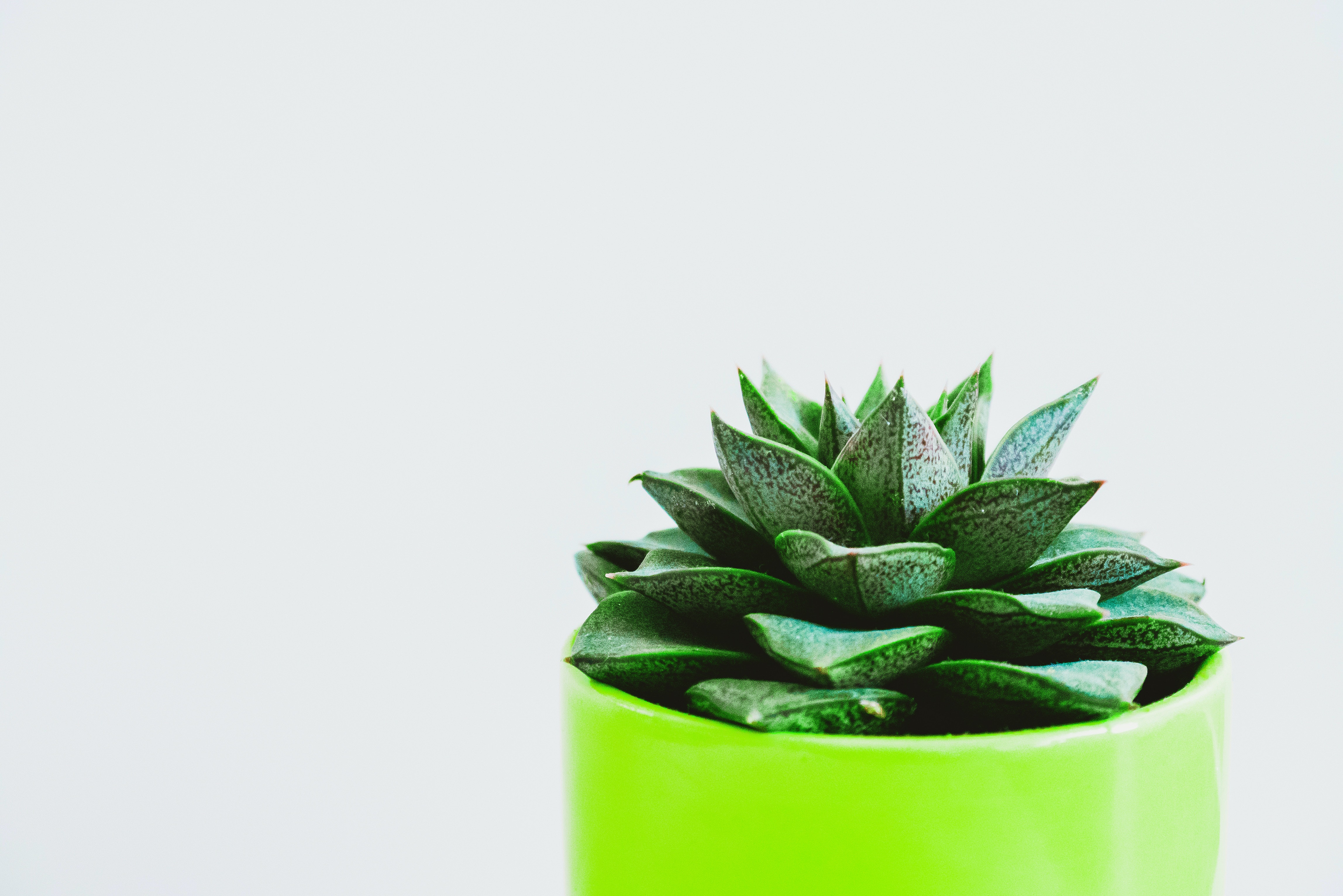 Minimalist Photography of Green Succulent on Green Pot · Free