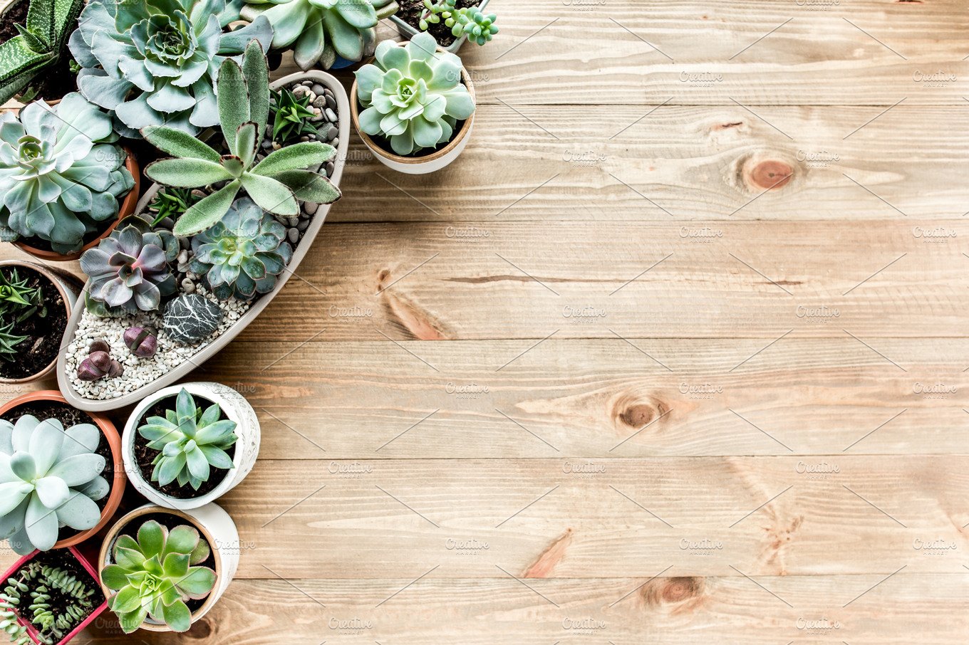 Workspace with succulents containing minimal, isolated, and wallpaper. Arts & Entertainment Creative Market