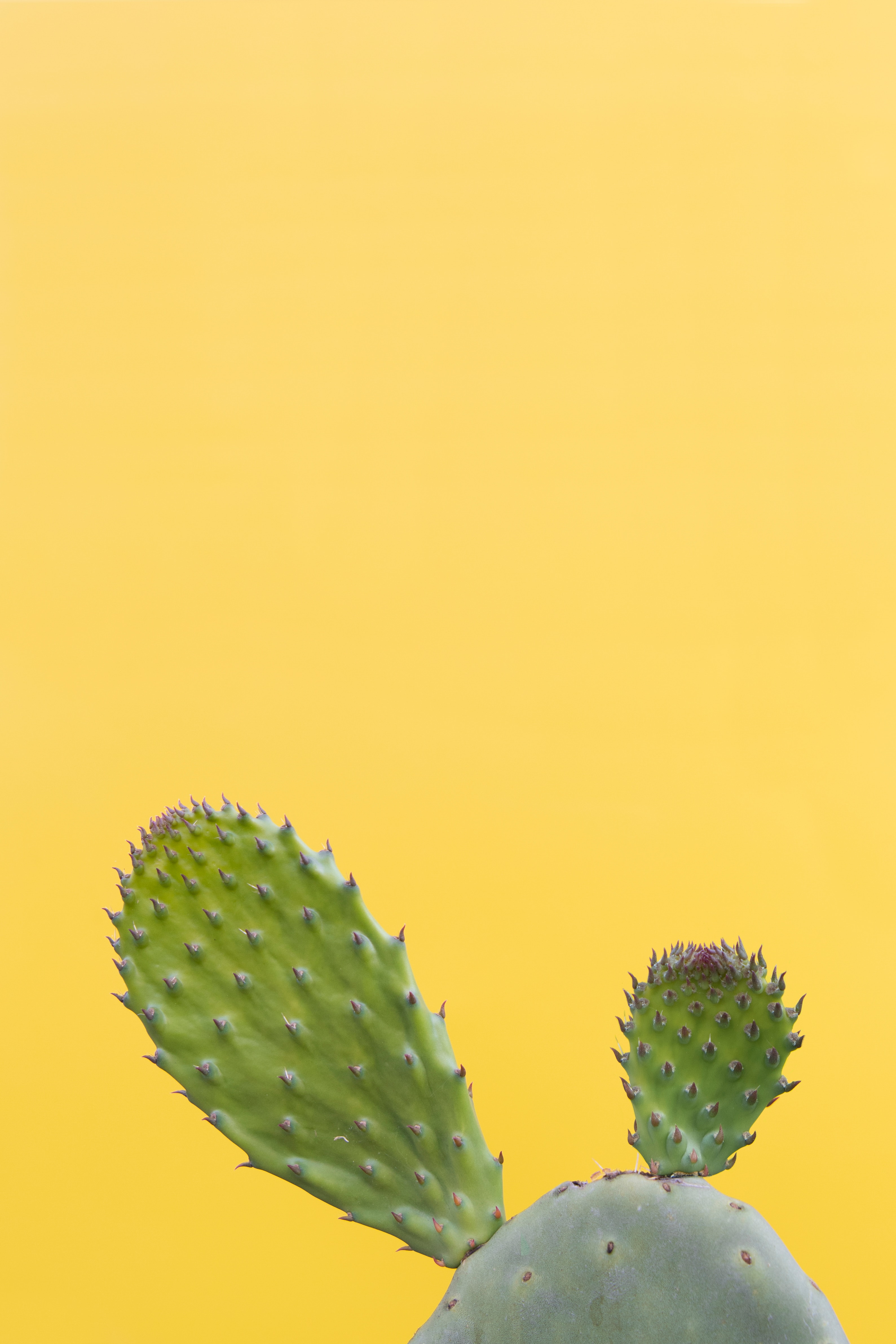 Wallpaper Cactus, Succulent, Prickly, Green, Minimalism Phone Wallpaper Succulent Wallpaper & Background Download