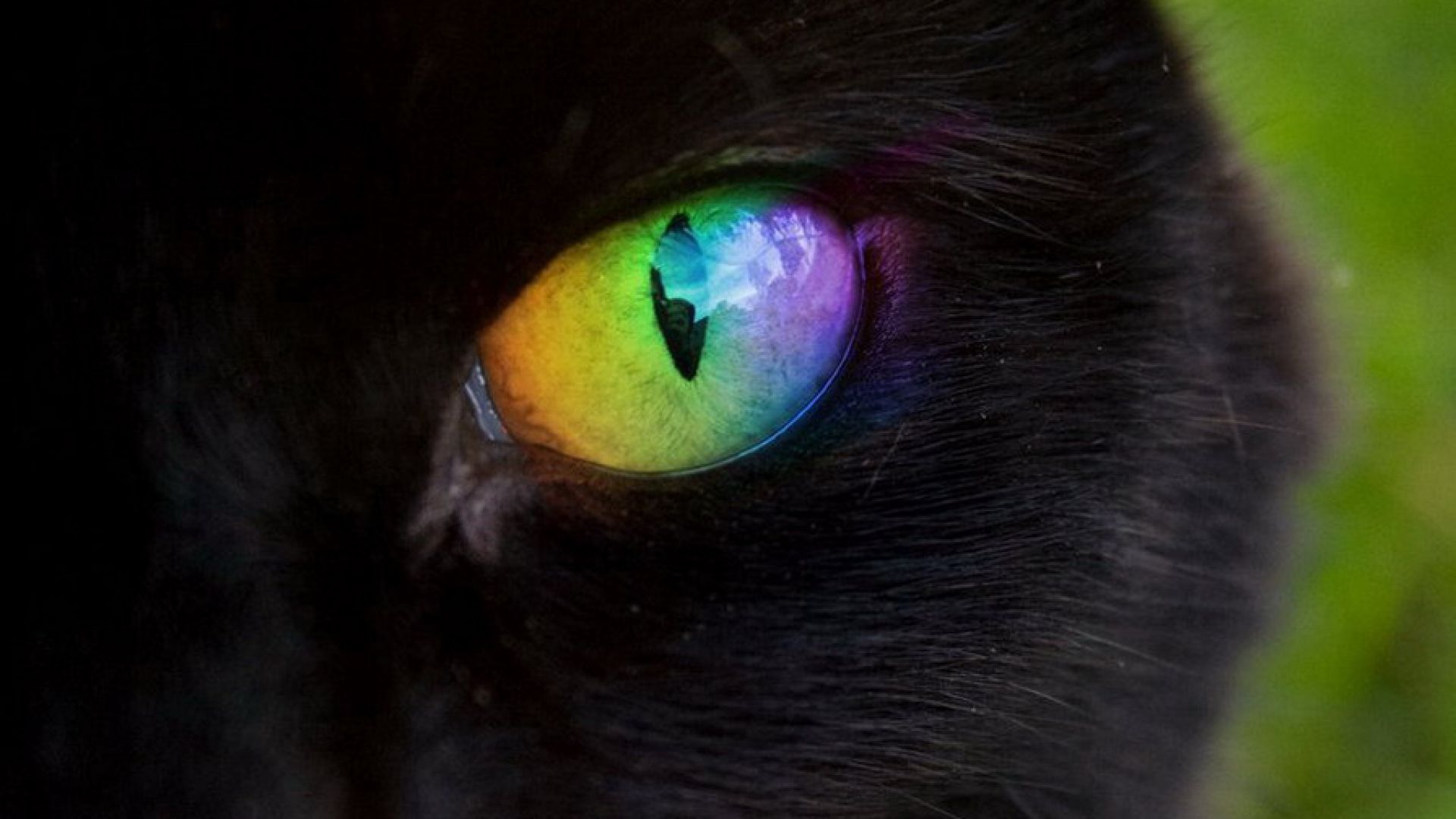 Cat with rainbow color eyes. Rainbow eyes, Black cats rock, Gothic picture
