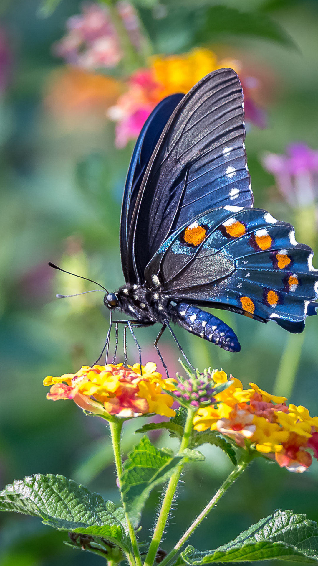 Animal Butterfly