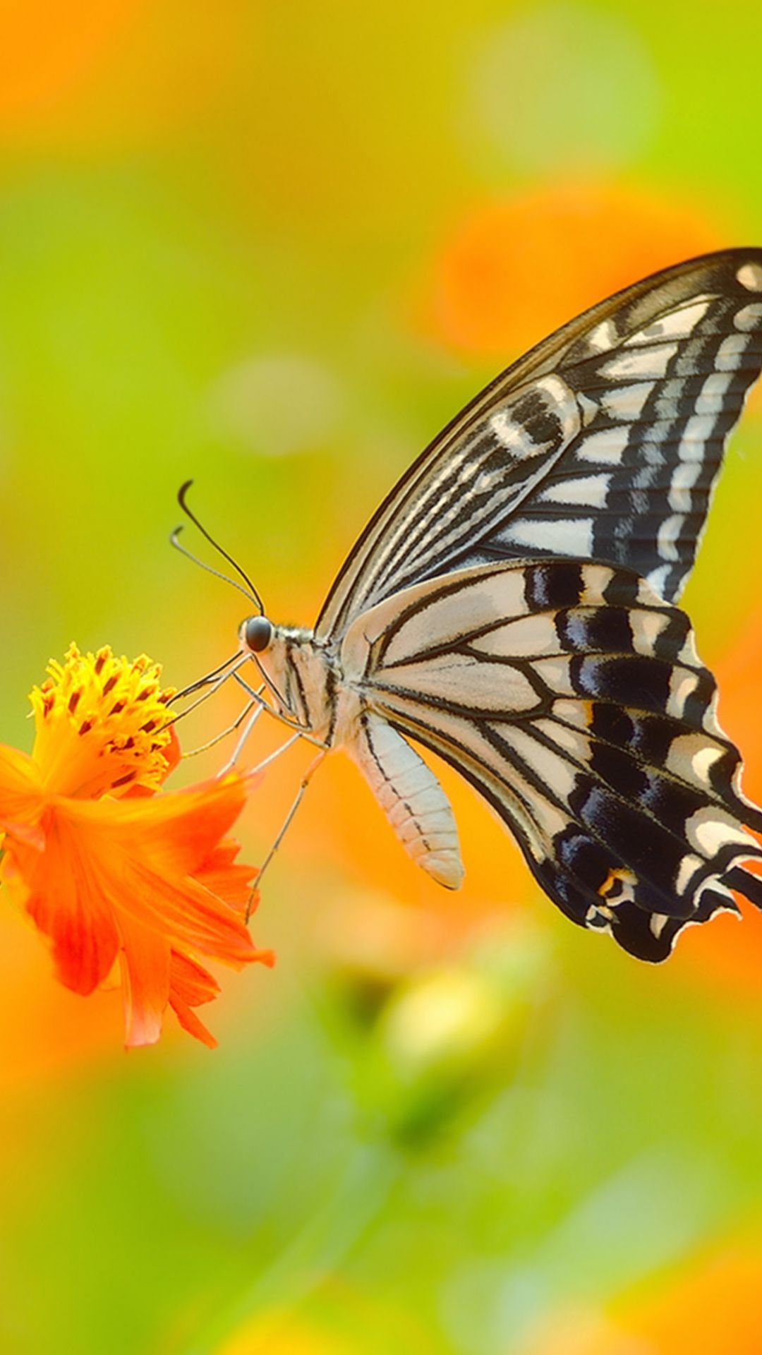 3D Butterfly iPhone Wallpaper