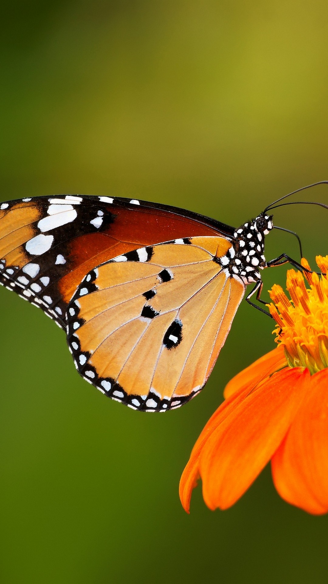 Mobile Wallpaper Butterfly Picture Resolution HD Mobile Wallpaper Butterfly