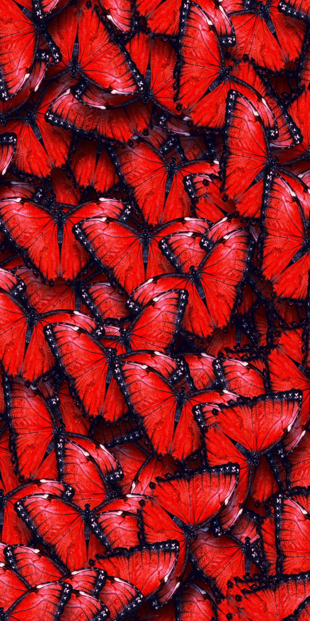 Butterfly Wallpaper, Explore Top Quality Butterfly Background [ 2021 ]