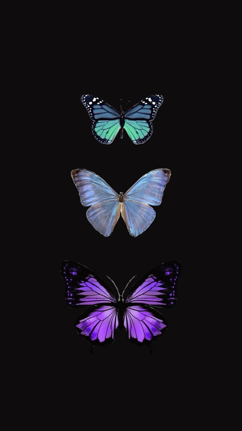 Stunning Butterfly Phone Wallpaper