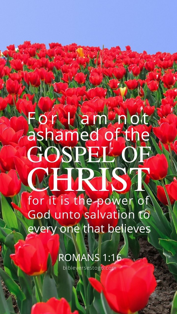 Sea of Tulips Romans 1:16 Phone Wallpaper Verses To Go