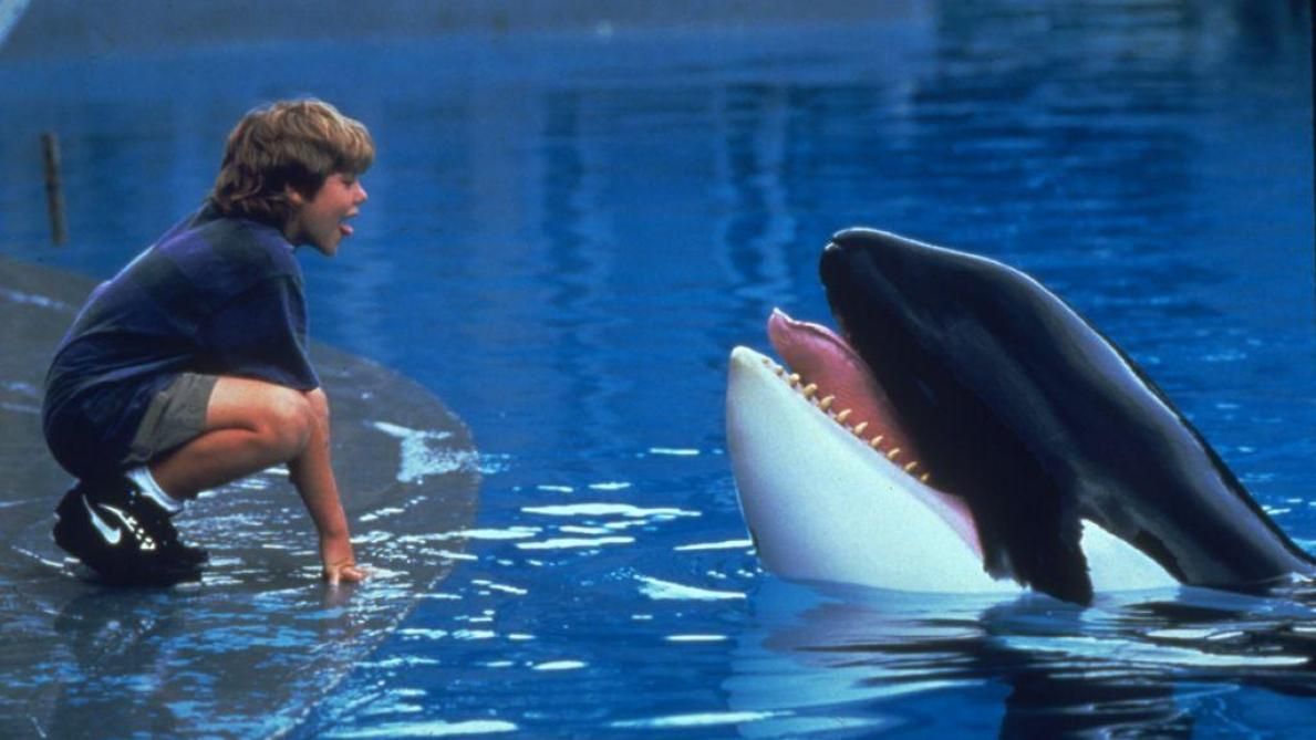 Sauvez Willy Free Willy Wallpapers Wallpaper Cave Sauvez Willy Free Willy Wallpapers Wallpaper Cave