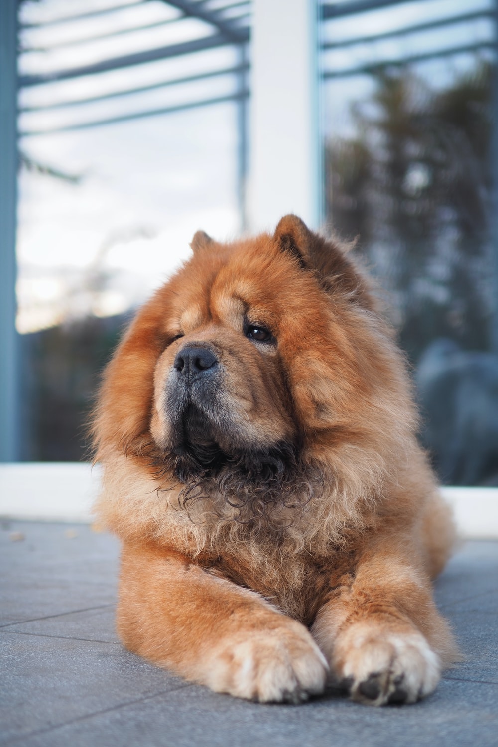 Chow Chow Picture [HD]. Download Free Image