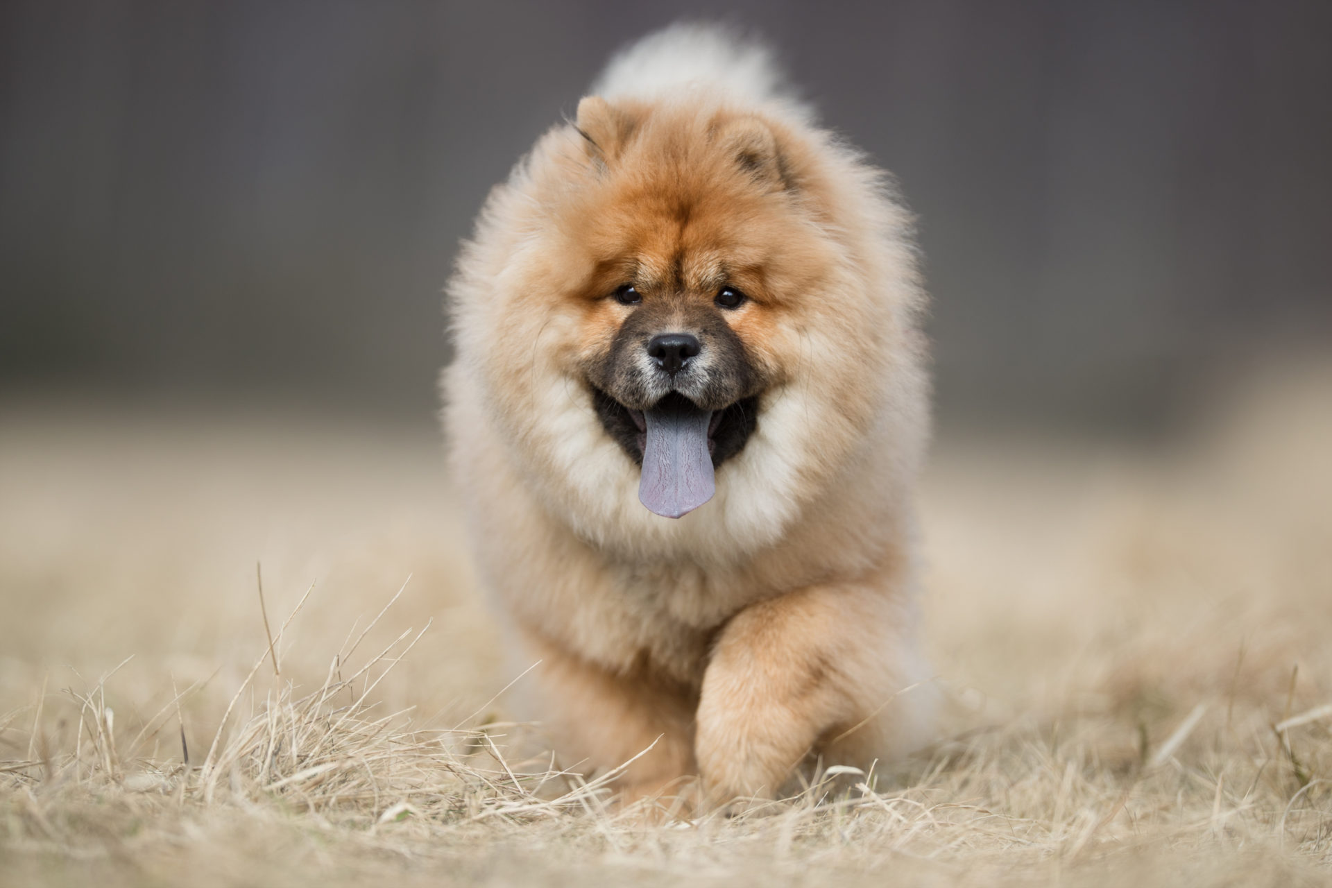 Chow Chow Wallpaper