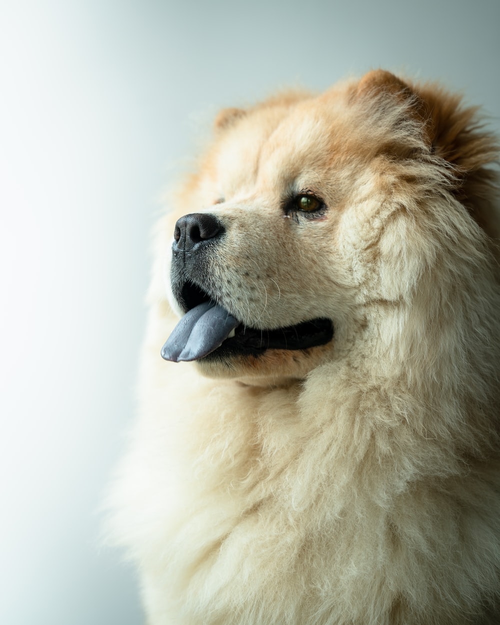 Chow Chow Picture [HD]. Download Free Image