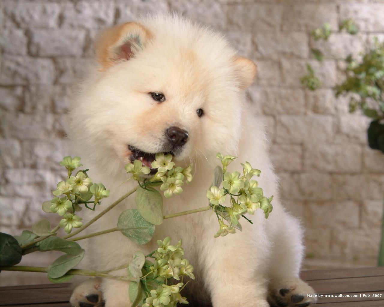Puppies Wallpaper: Chow Chow Puppy Wallpaper. Chow chow puppy, Puppy wallpaper, Chow chow dogs