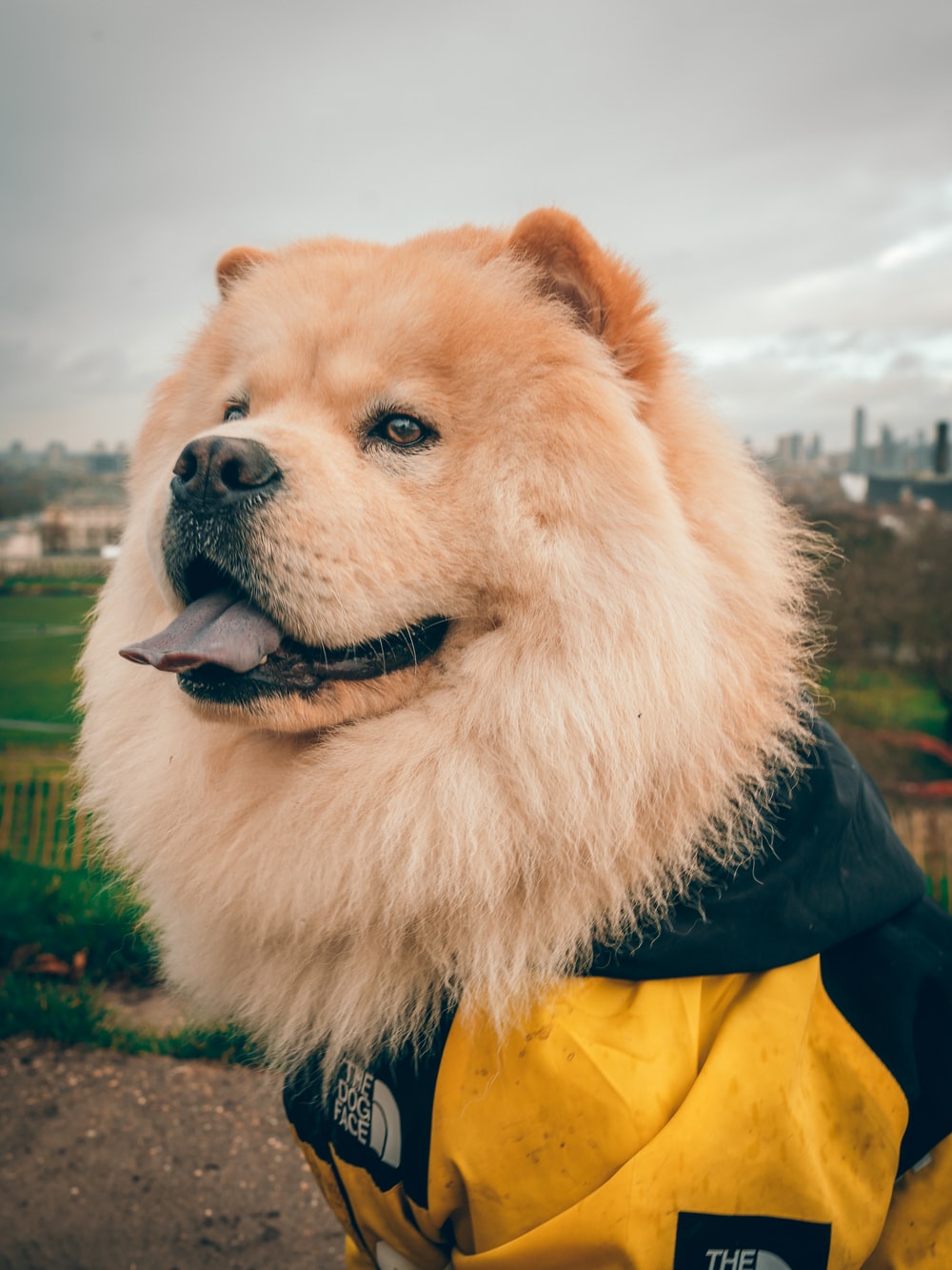 Chow Chow Picture [HD]. Download Free Image