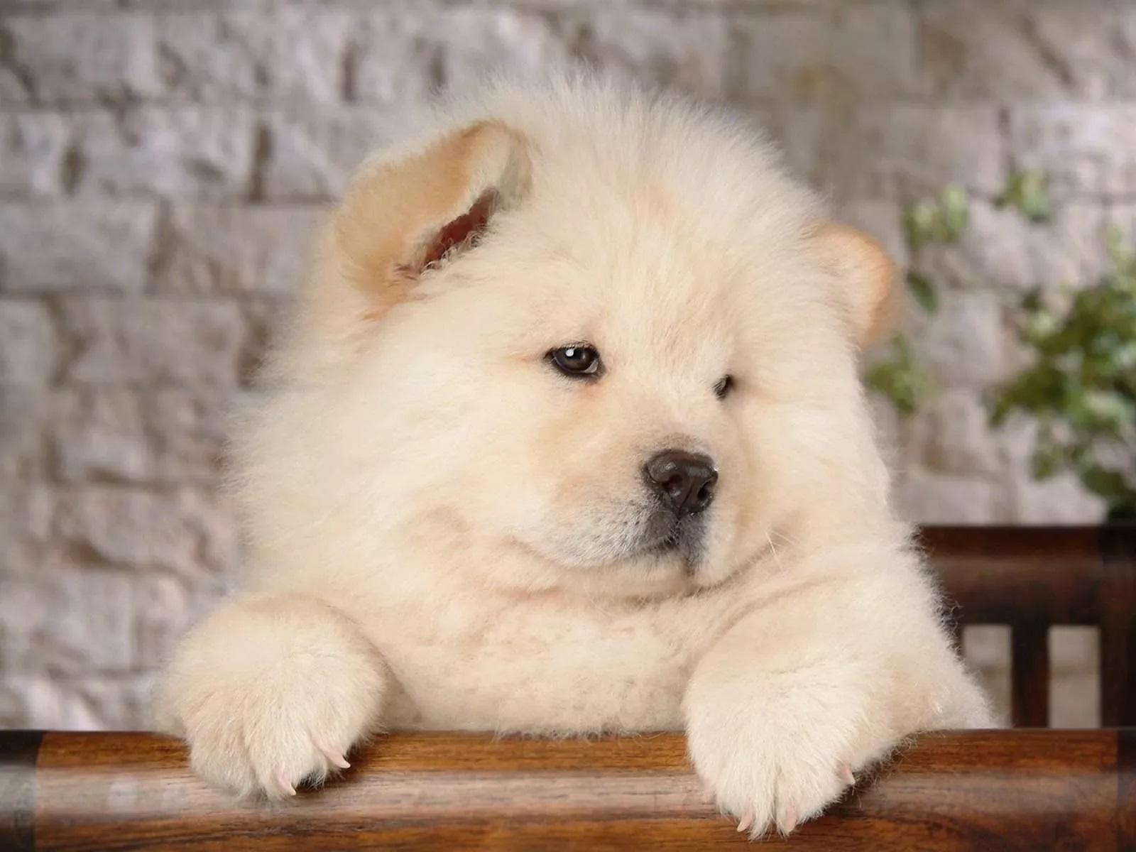 Chow Chow Dog Wallpaper HD for Android