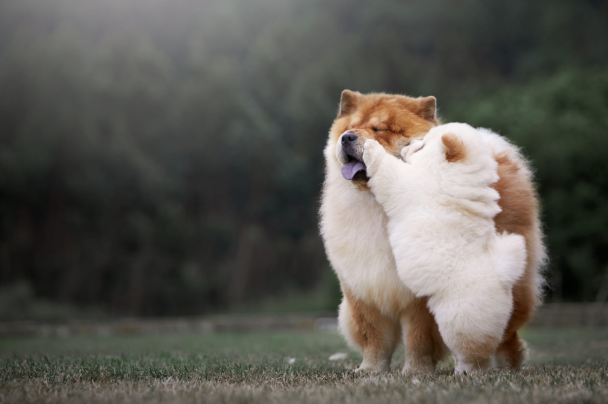 Chow Chow HD Wallpaper