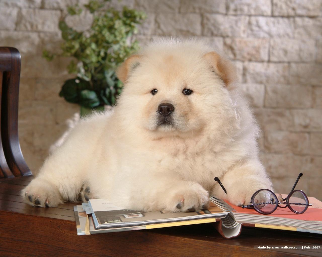 Chow Chow Wallpaper