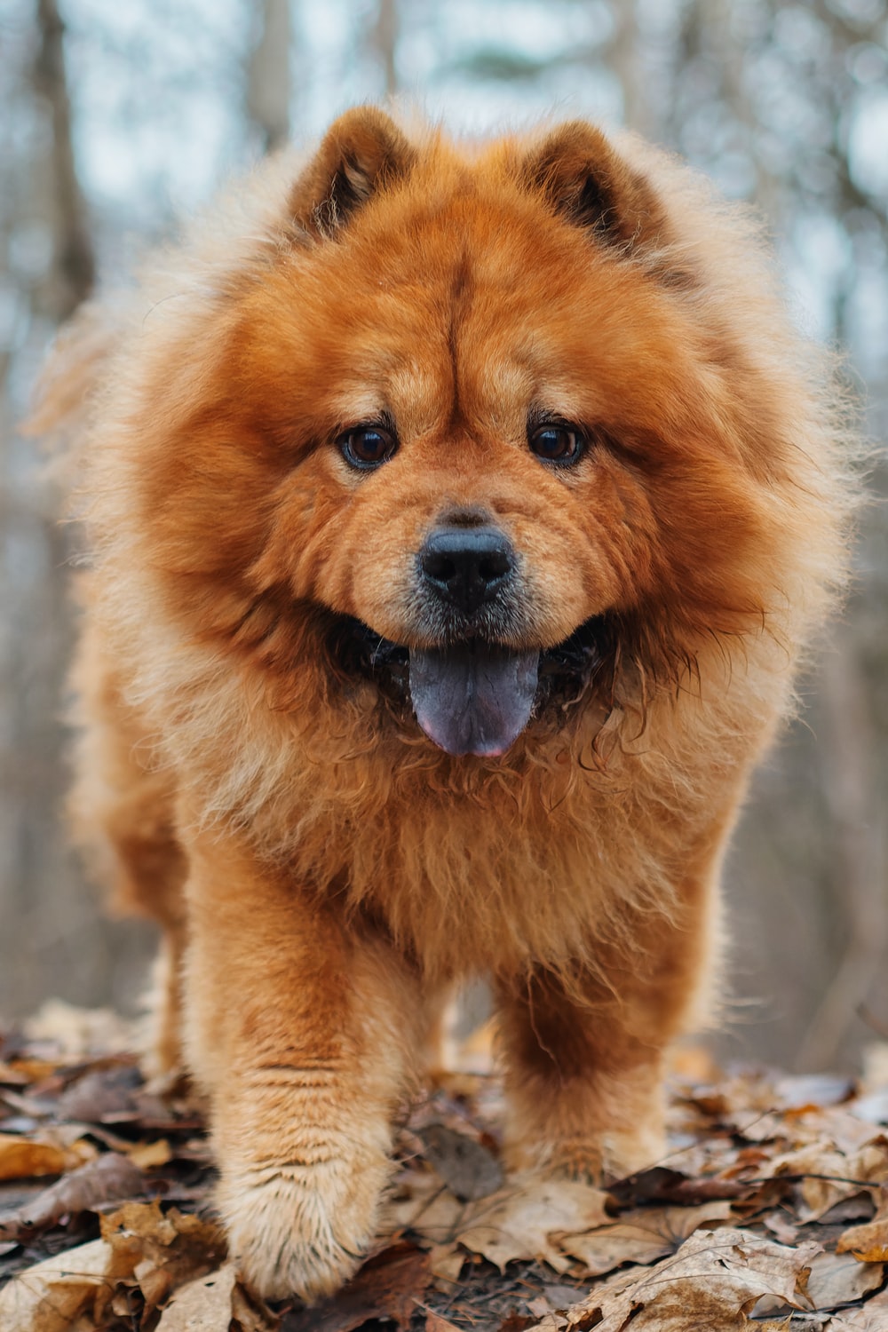 Chow Chow Dog Wallpapers - Wallpaper Cave